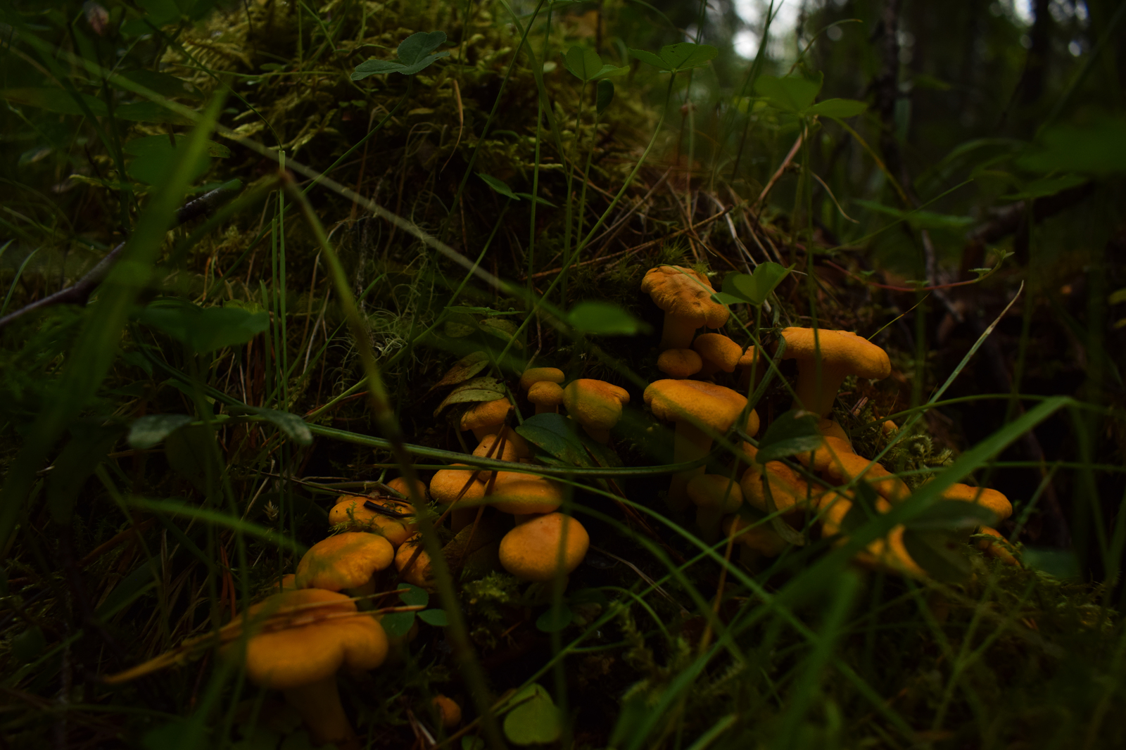 And the chanterelles took the matches ... - My, Chanterelles, Beginning photographer, Mushrooms, Forest, , Nikon d3300