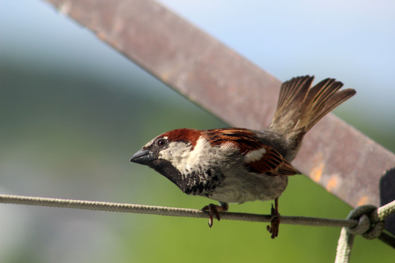 Just funny sparrows - My, Beginning photographer, Birds, Sparrow, Longpost