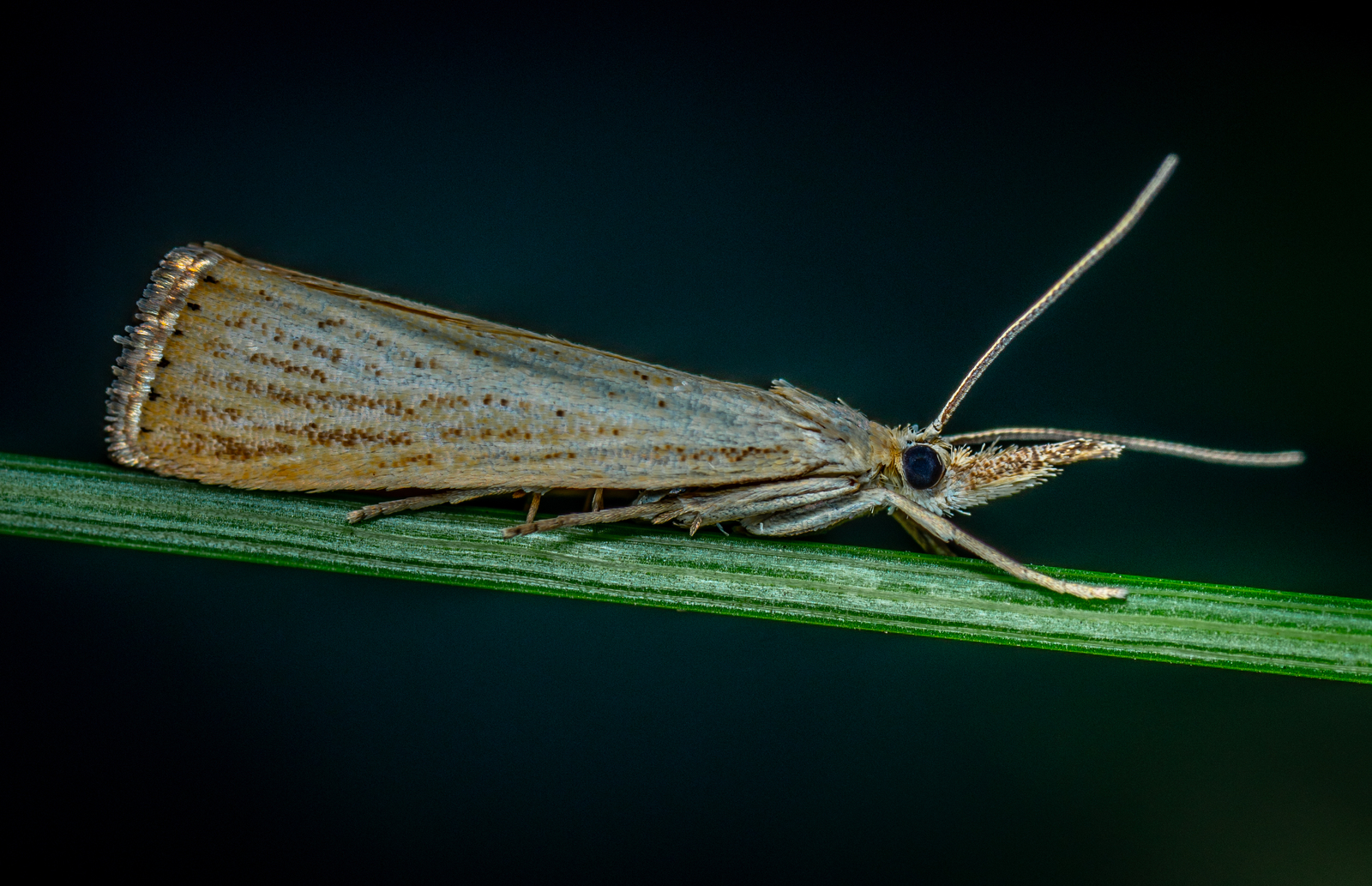 Moth - My, Macro, Macrohunt, Butterfly, Insects, Moth, Mp-e 65 mm, Longpost, Macro photography