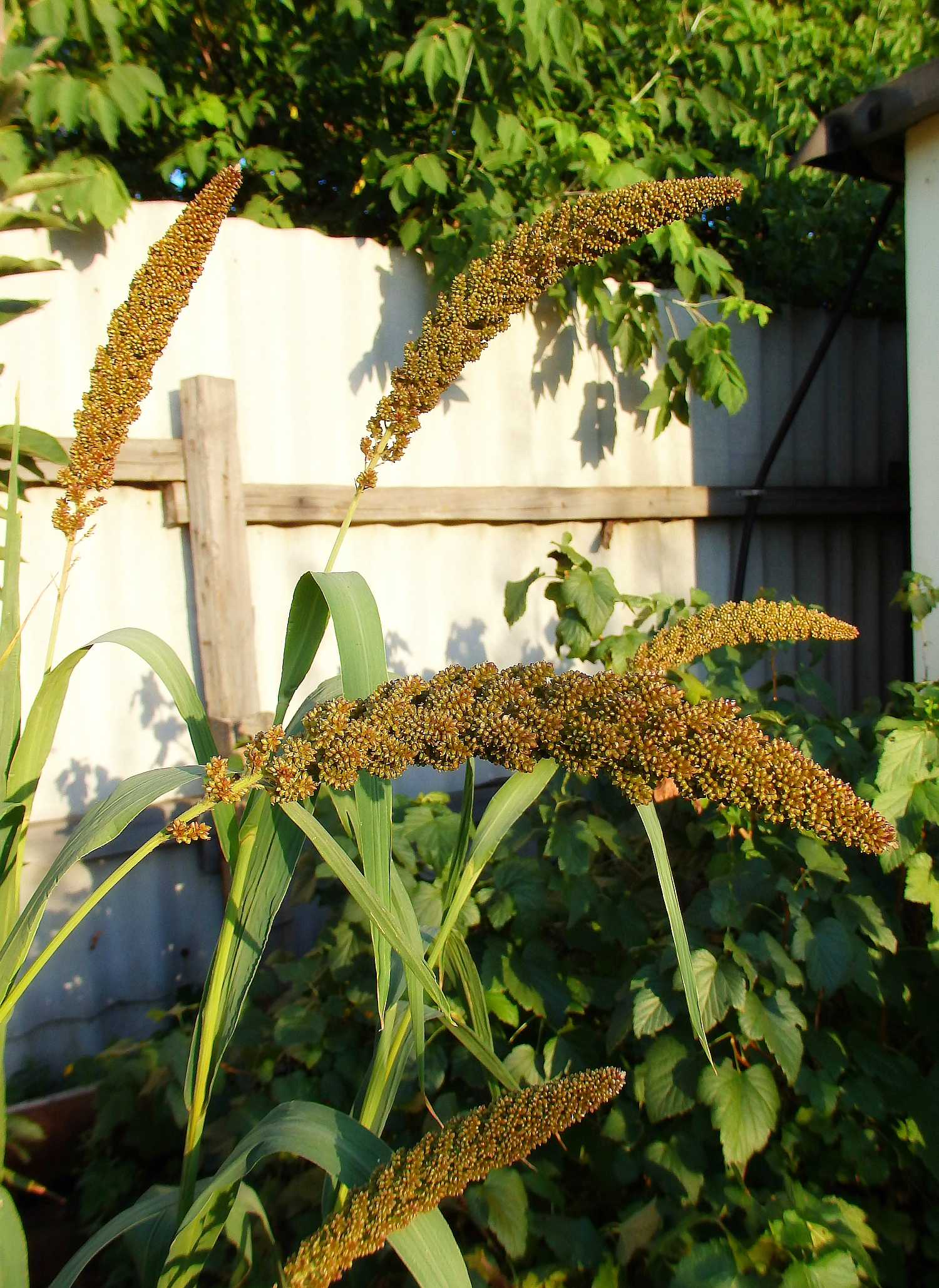 PARROT GARDEN - My, Birds, Delicacy, Nutrition, , Amaranth, Buckwheat, Sunflower, Garden, Longpost, Parrot treat