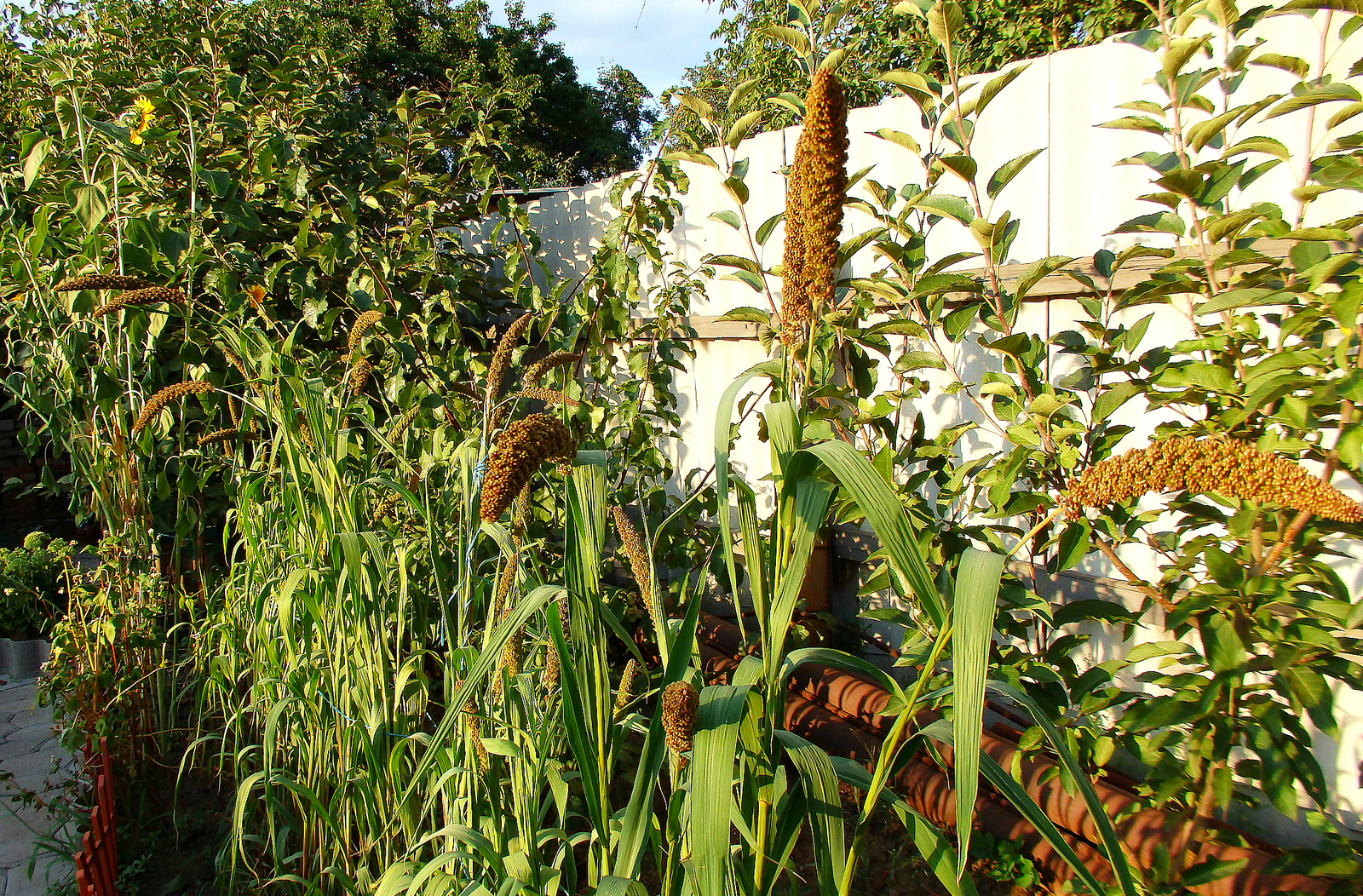 PARROT GARDEN - My, Birds, Delicacy, Nutrition, , Amaranth, Buckwheat, Sunflower, Garden, Longpost, Parrot treat