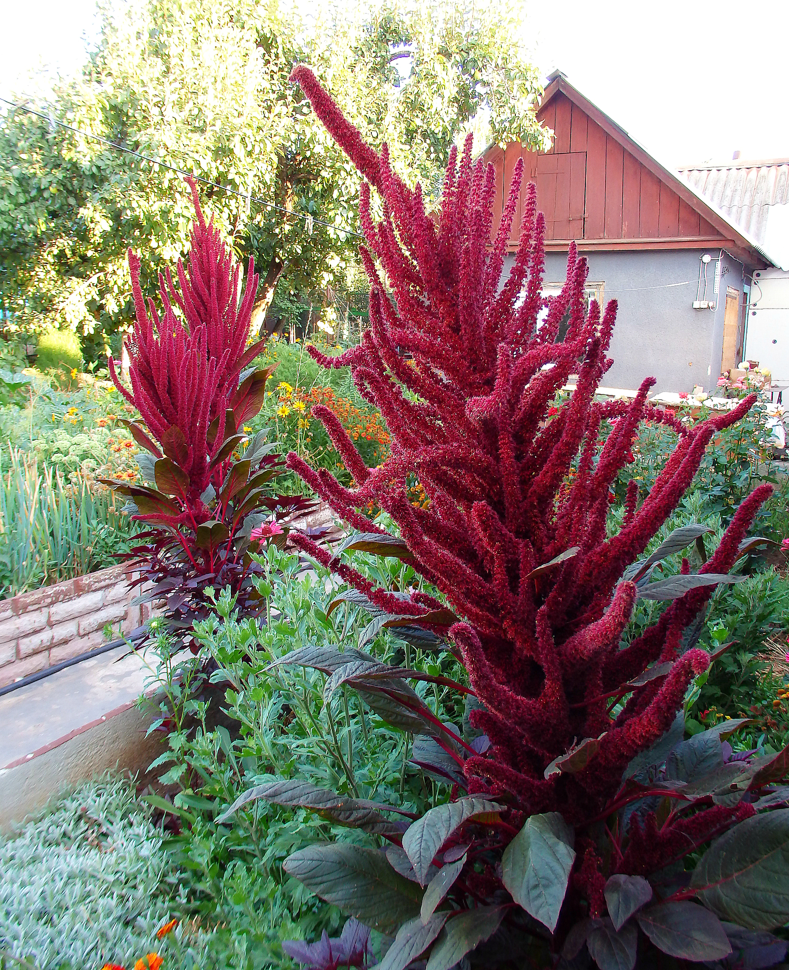 PARROT GARDEN - My, Birds, Delicacy, Nutrition, , Amaranth, Buckwheat, Sunflower, Garden, Longpost, Parrot treat