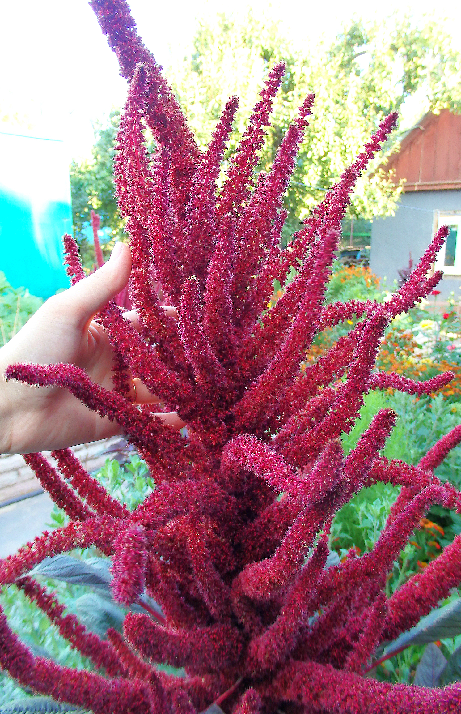 PARROT GARDEN - My, Birds, Delicacy, Nutrition, , Amaranth, Buckwheat, Sunflower, Garden, Longpost, Parrot treat