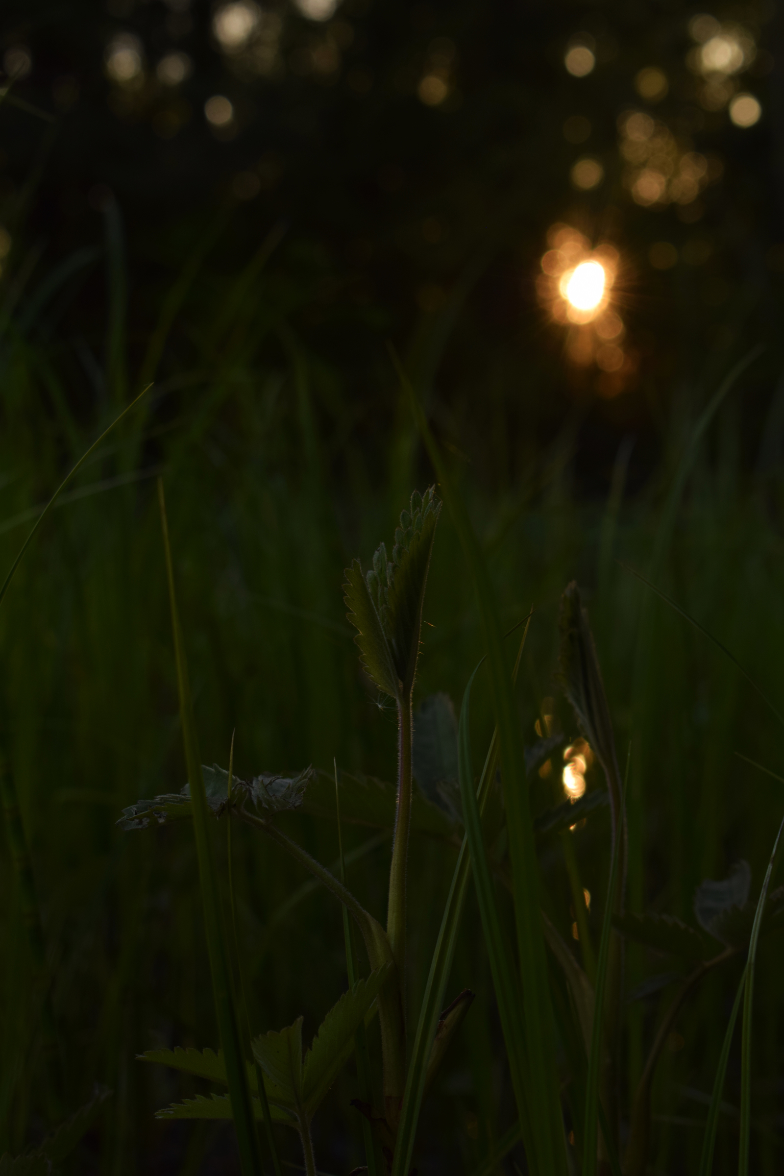 Swamp and Sunset - My, Beginning photographer, Forest, Swamp, Sunset, Grass, Longpost