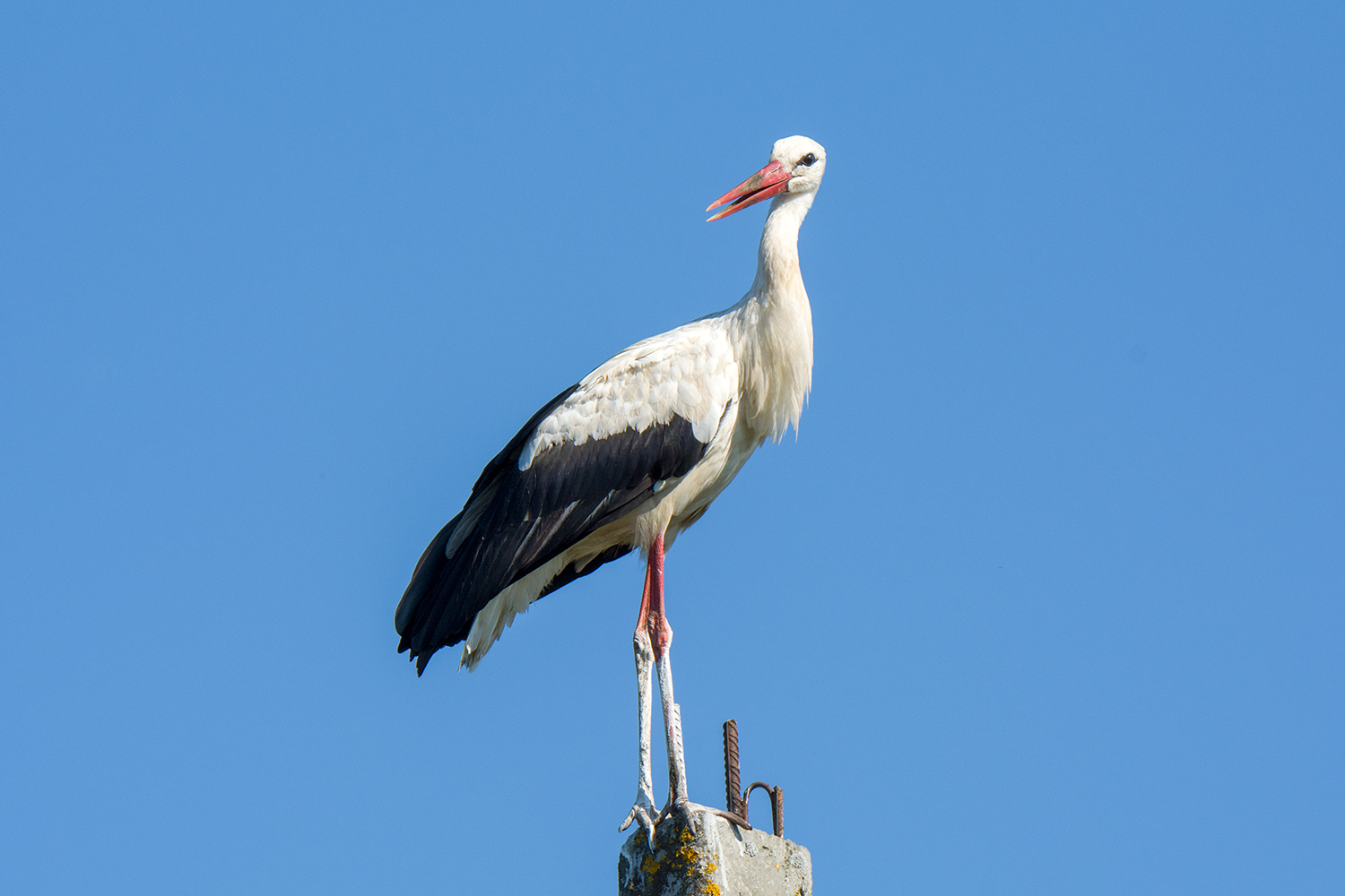 White storks - My, Birds, Stork, Leningrad region, Longpost