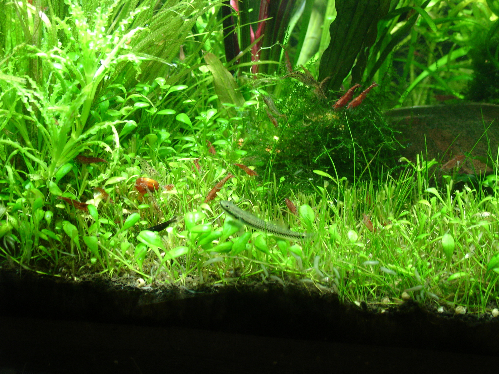 stifadon - My, Aquarium, Aquarium fish, , Longpost, A fish