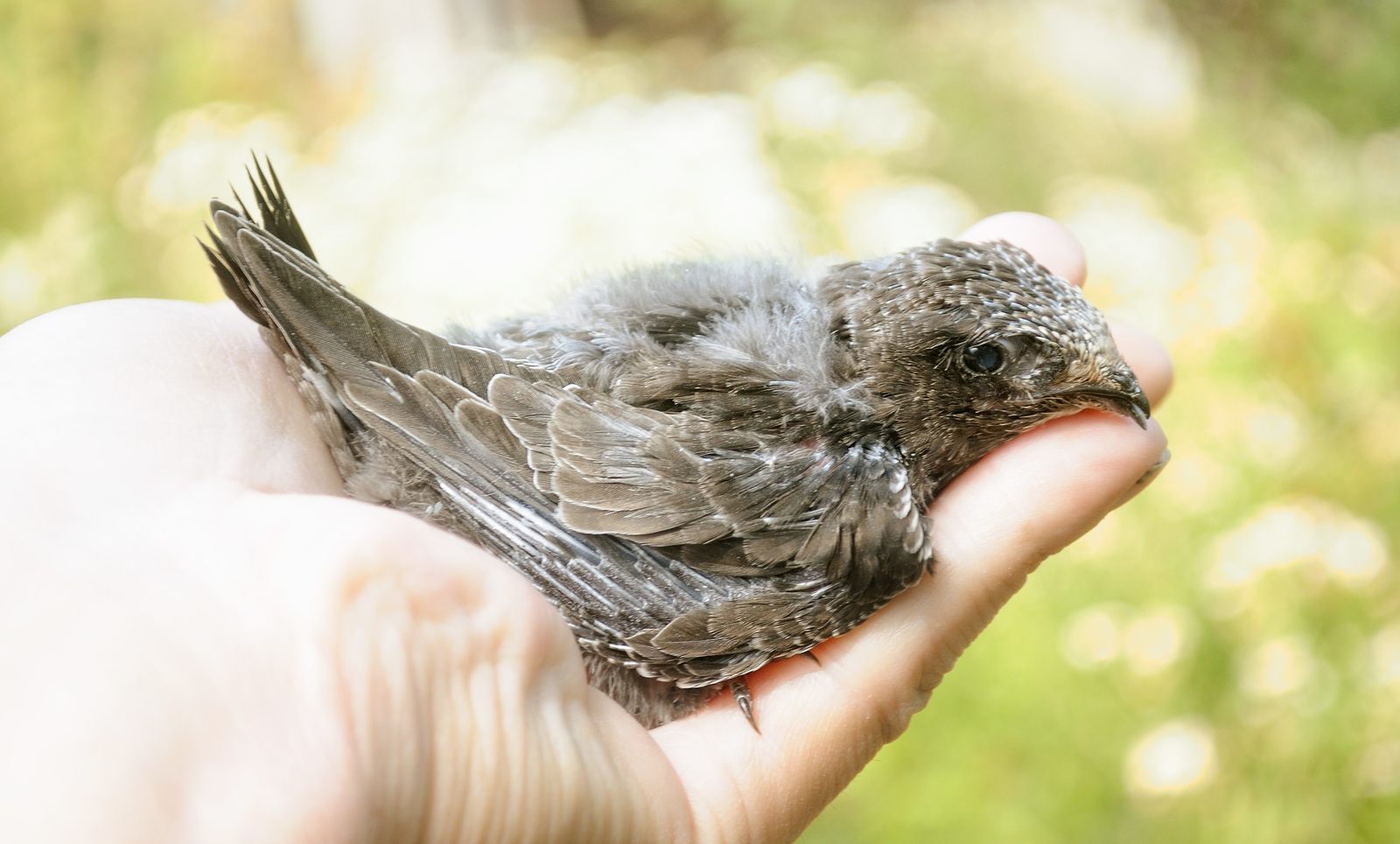 35 days with a haircut. - My, Birds, Black Swift, Apus apus, Chick, The photo, Feeding, Longpost