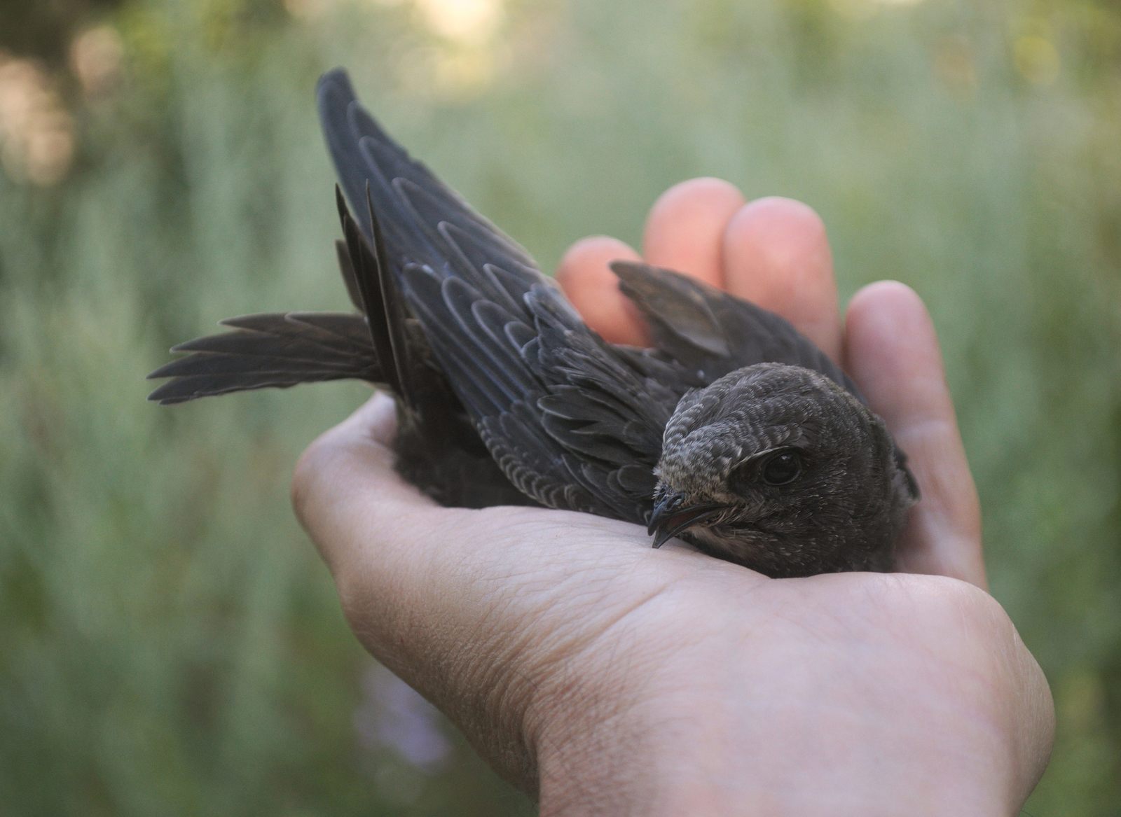 35 days with a haircut. - My, Birds, Black Swift, Apus apus, Chick, The photo, Feeding, Longpost