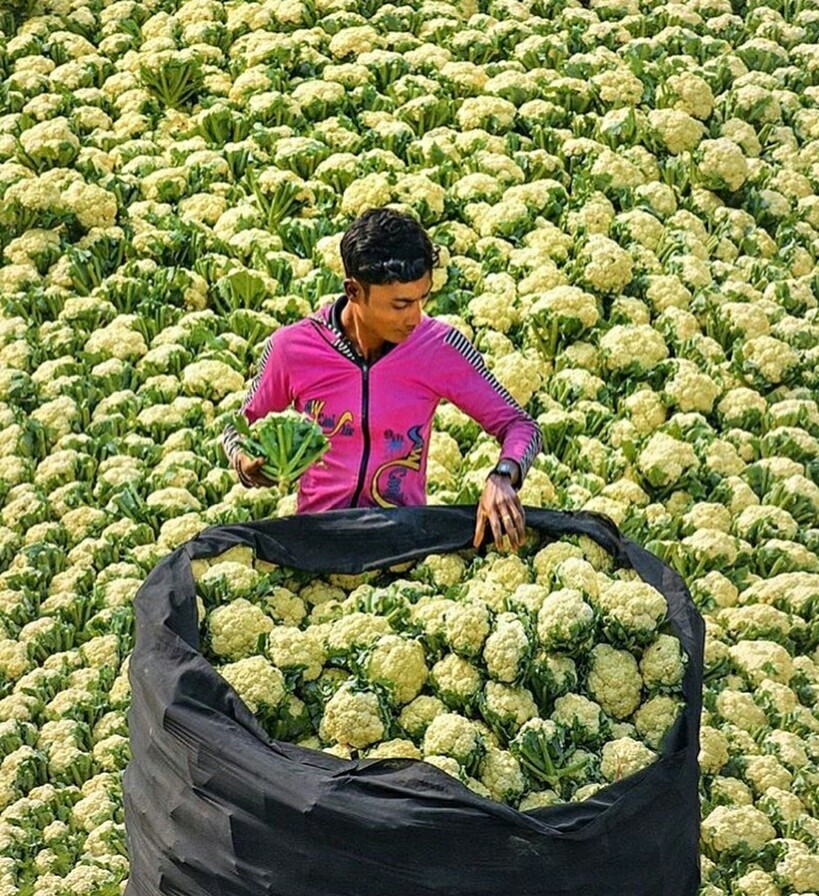 Harvesters in India - The photo, Longpost, India, Harvest