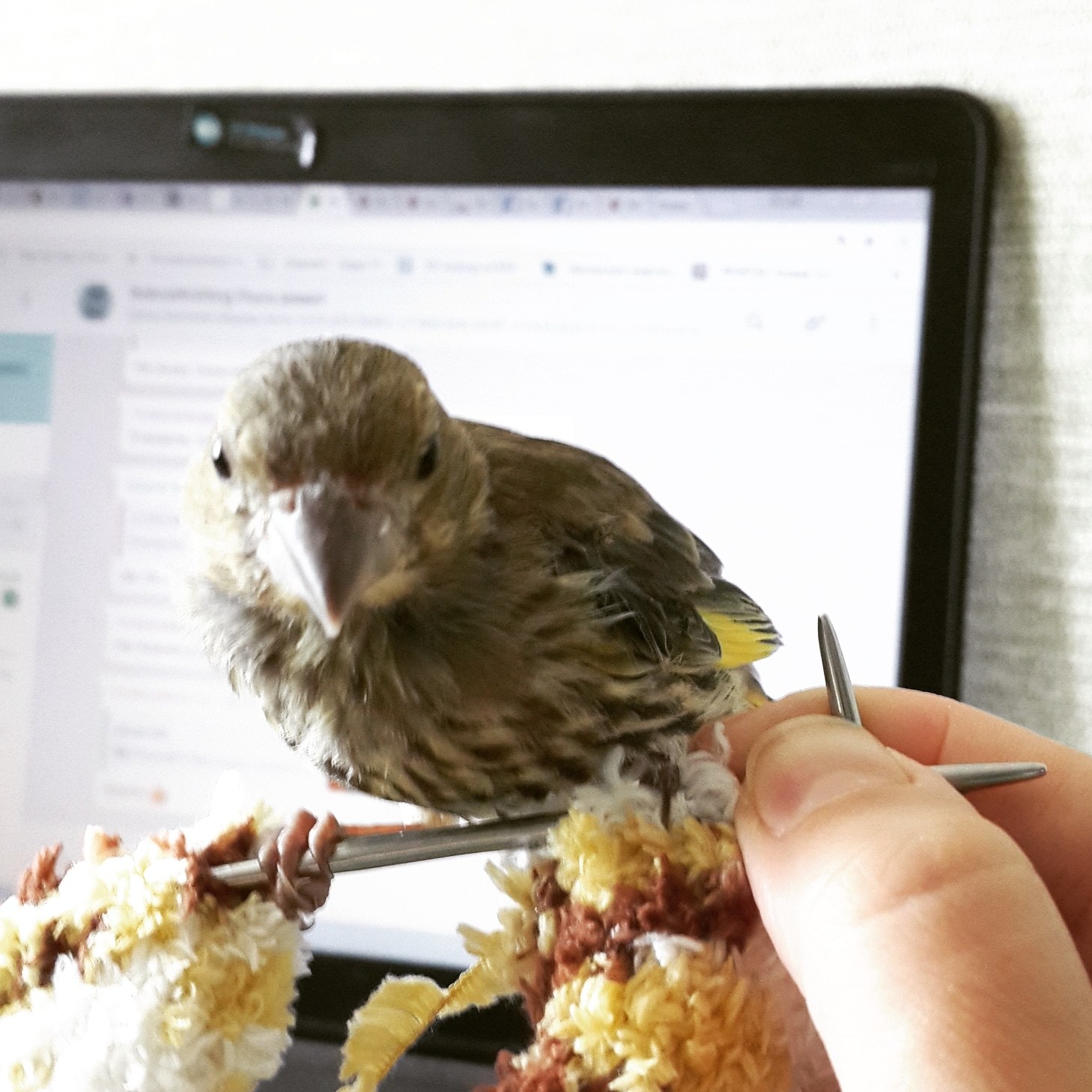 The chick has grown up - My, Chick, Greenfinch, Pet, Longpost, Pets