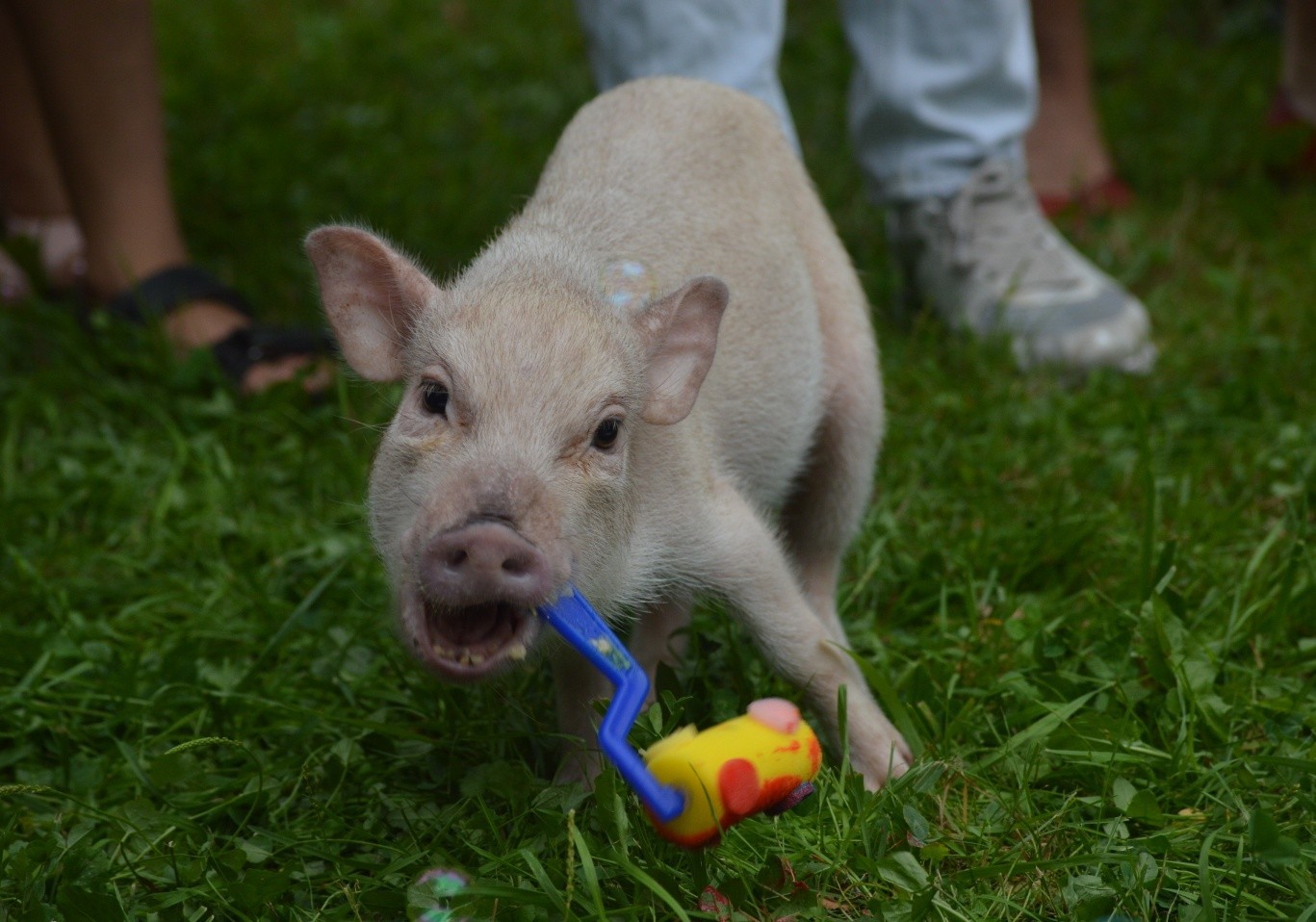 Minipigs Festival 2018 - My, Minipig, , Longpost