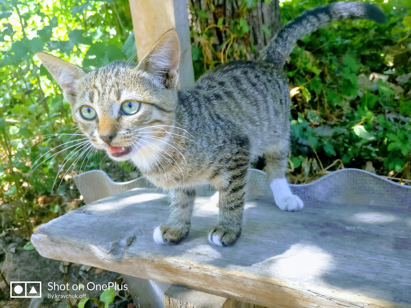 Just a cat - cat, Uninvited guests