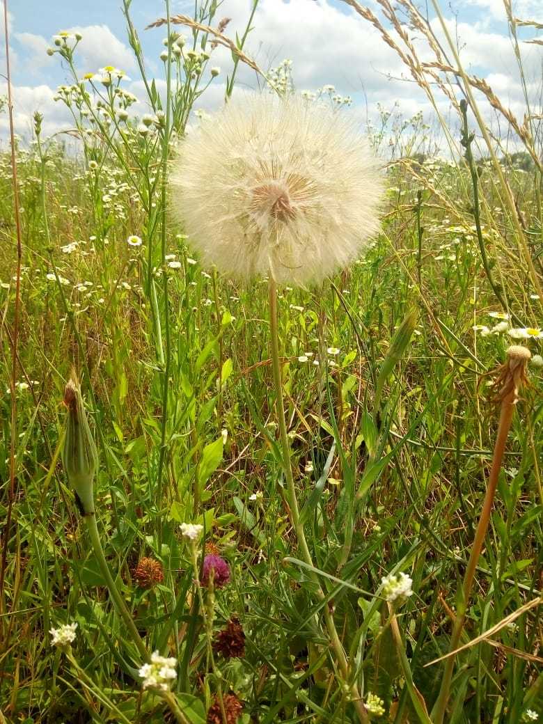 Summer - My, Summer, Grass, Longpost