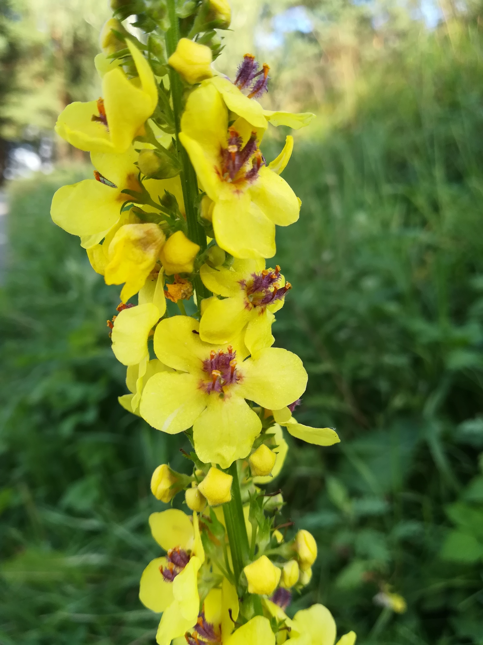 Photo from the walk - My, The photo, Nature, Flowers, Longpost