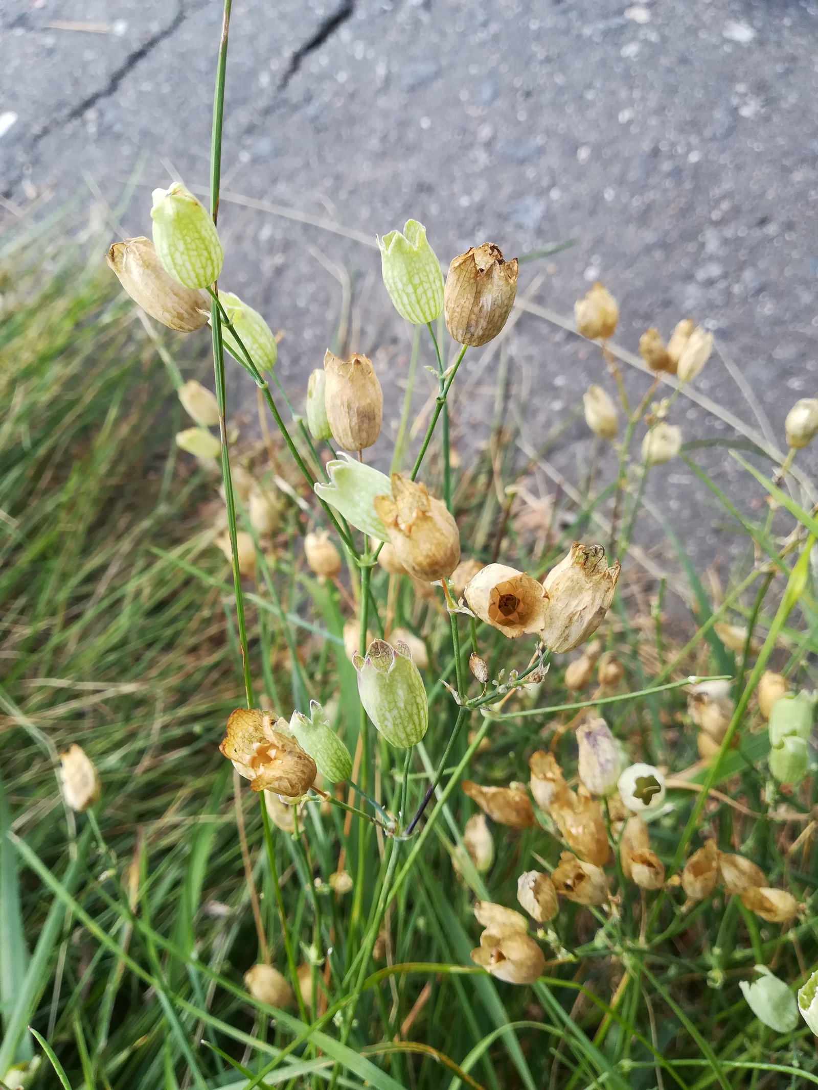 Photo from the walk - My, The photo, Nature, Flowers, Longpost