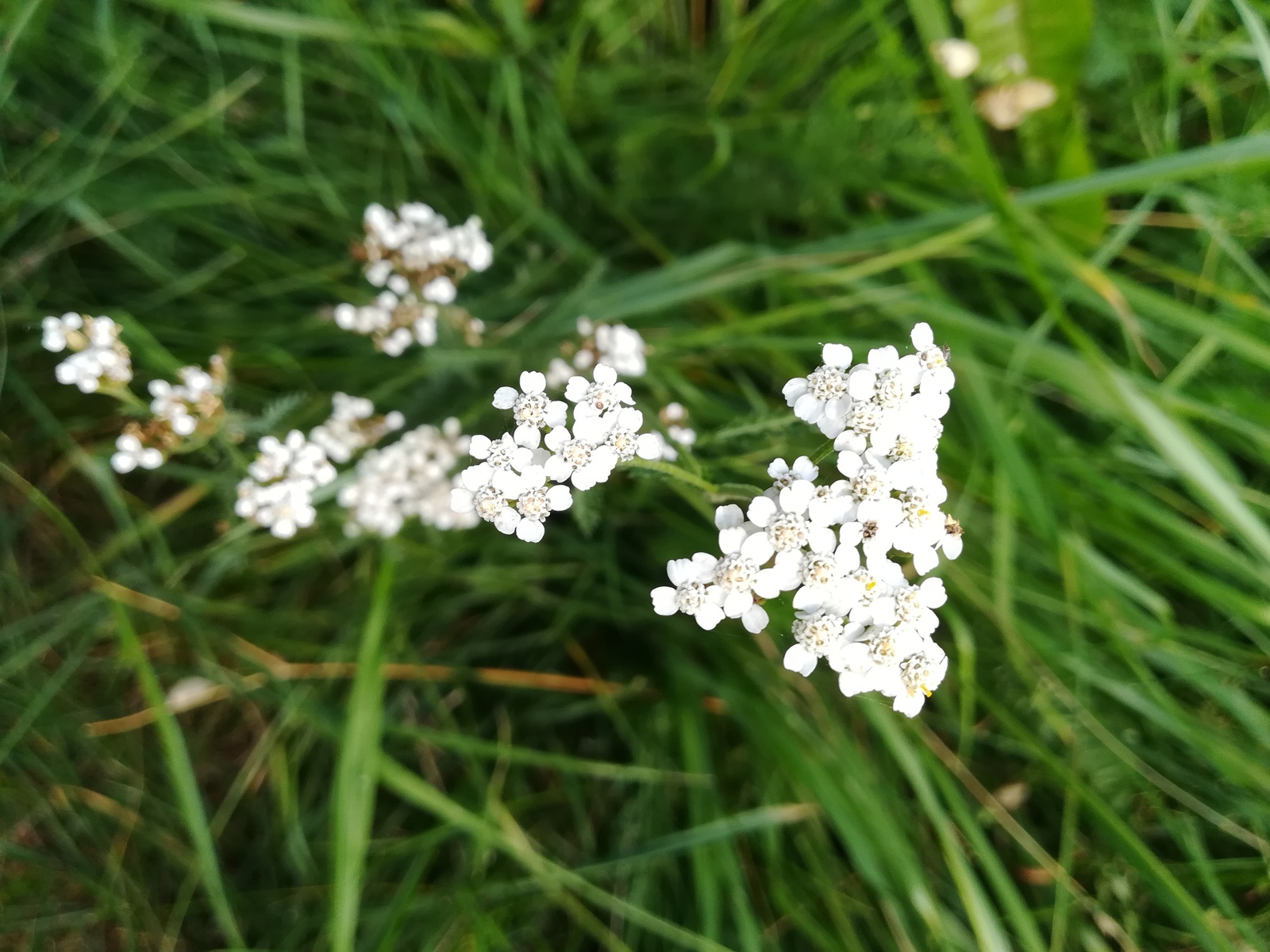 Photo from the walk - My, The photo, Nature, Flowers, Longpost