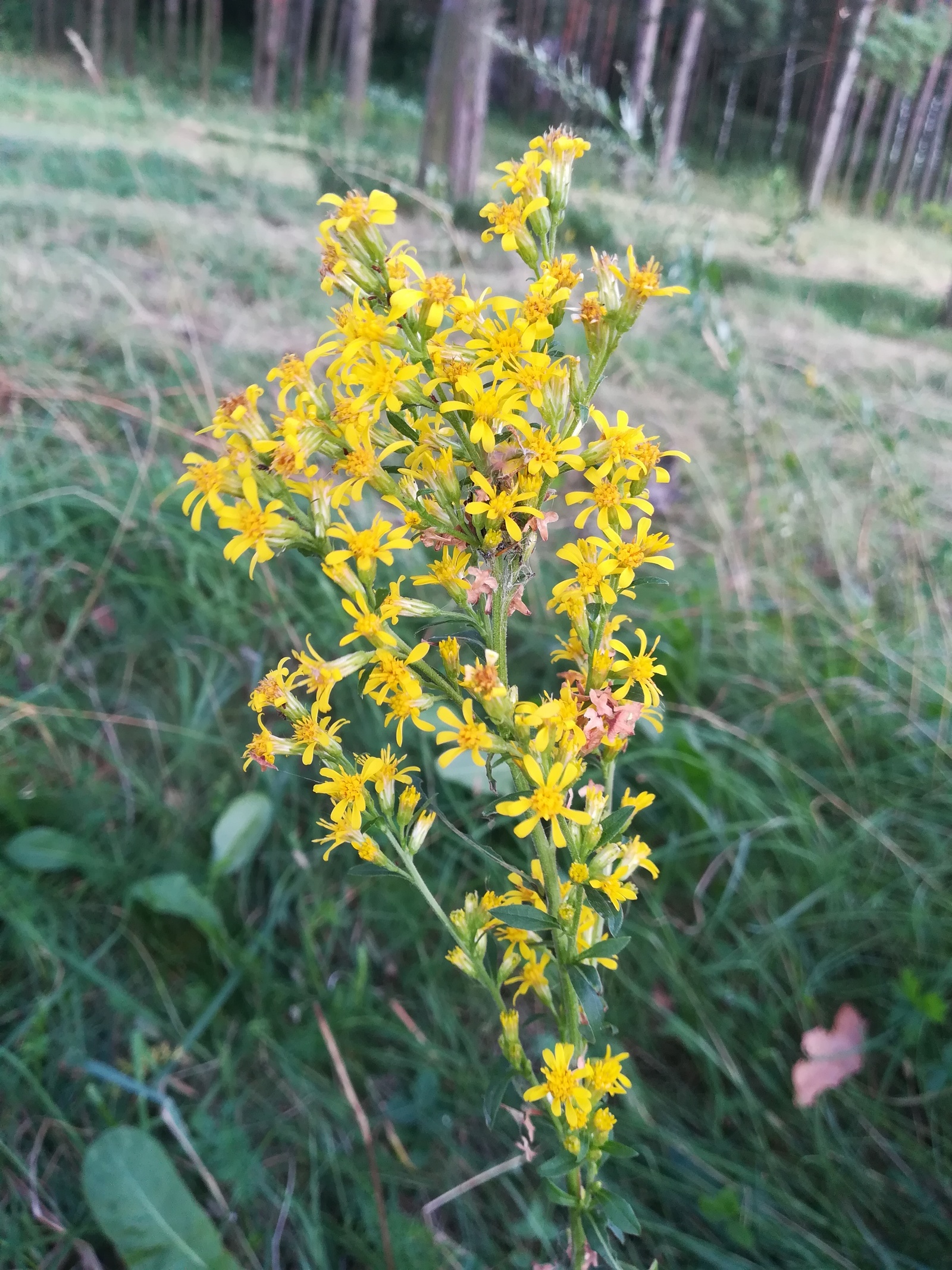 Photo from the walk - My, The photo, Nature, Flowers, Longpost