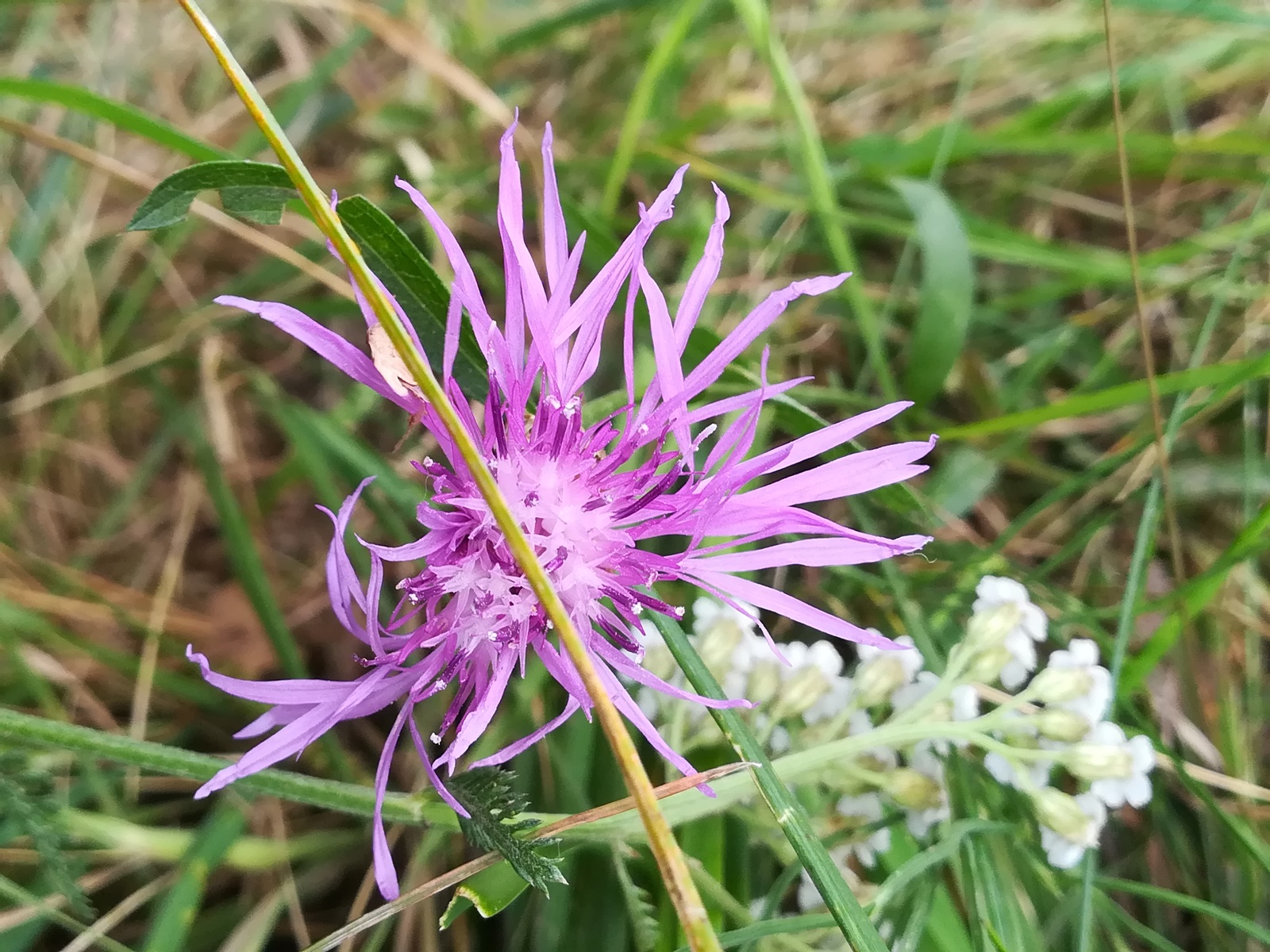 Photo from the walk - My, The photo, Nature, Flowers, Longpost