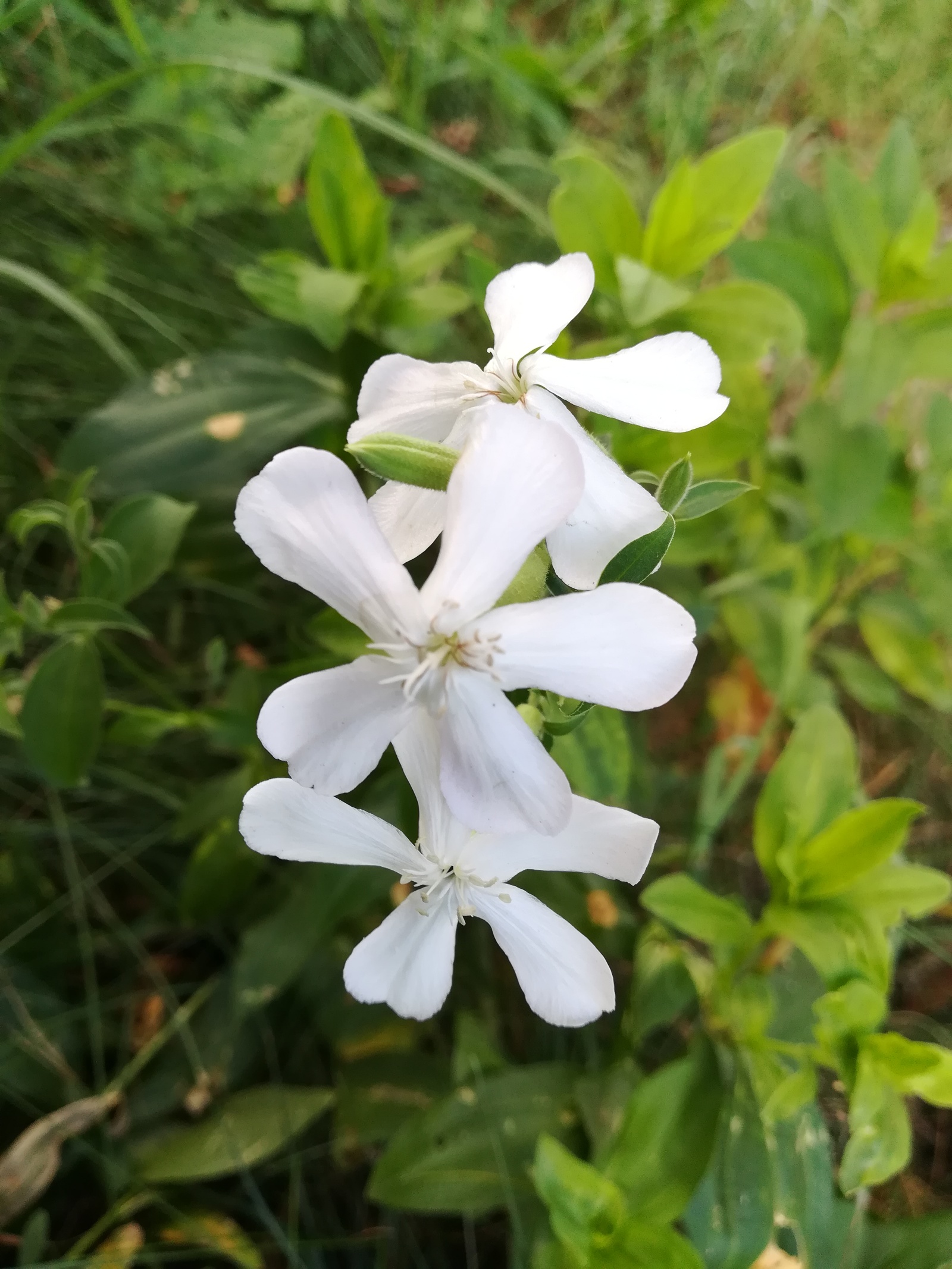 Photo from the walk - My, The photo, Nature, Flowers, Longpost