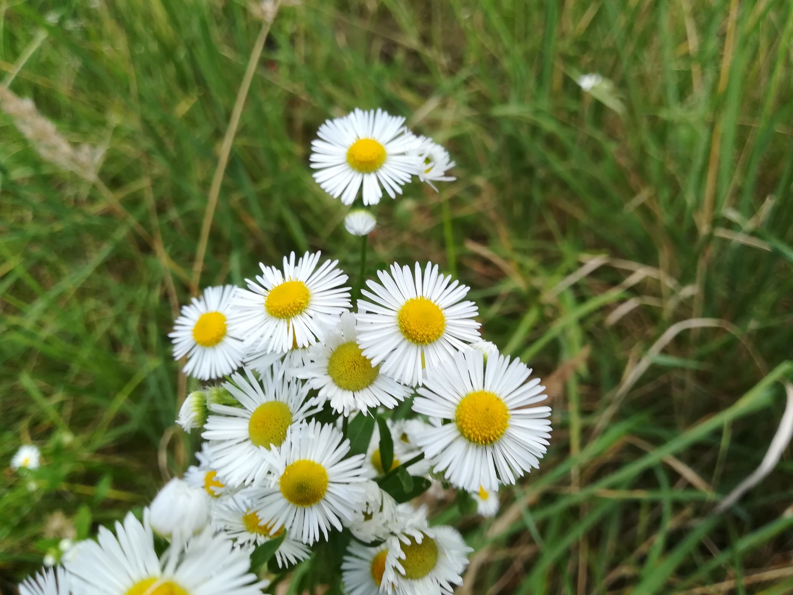 Photo from the walk - My, The photo, Nature, Flowers, Longpost