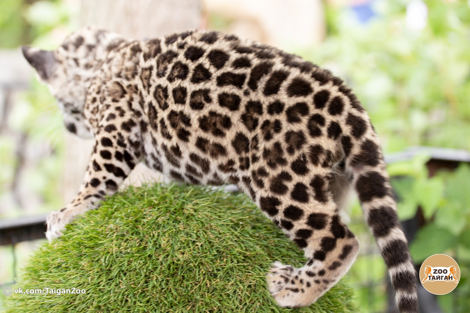 Jaguar named Hedgehog. Taigan Lion Park. - My, , Crimea, Zoo, Jaguar, Big cats, Taigan Lions Park, Animals, Longpost