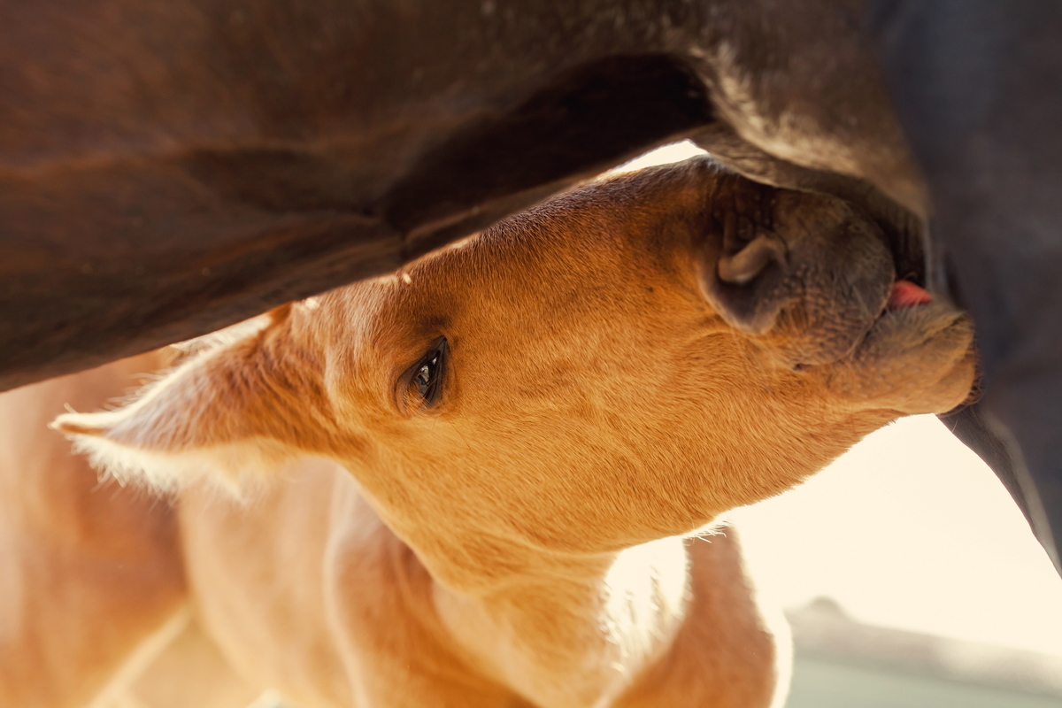 Lunch time :3 - My, Horses, Foal, Horses, Animals, Longpost