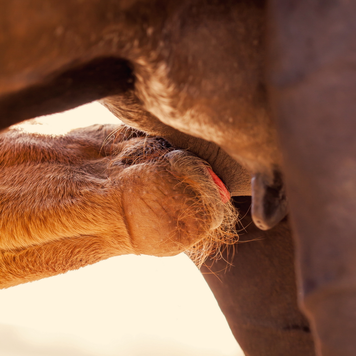 Lunch time :3 - My, Horses, Foal, Horses, Animals, Longpost