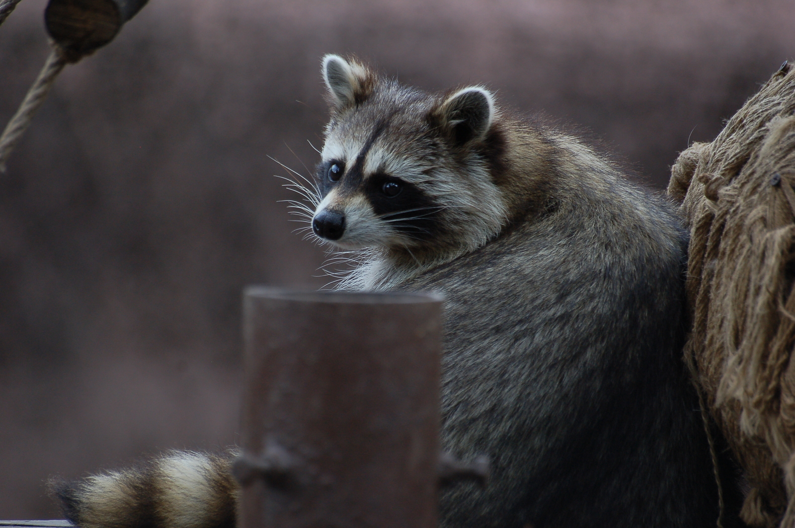 Kaliningrad Zoo - My, Kaliningrad, Zoo, Animals, Longpost