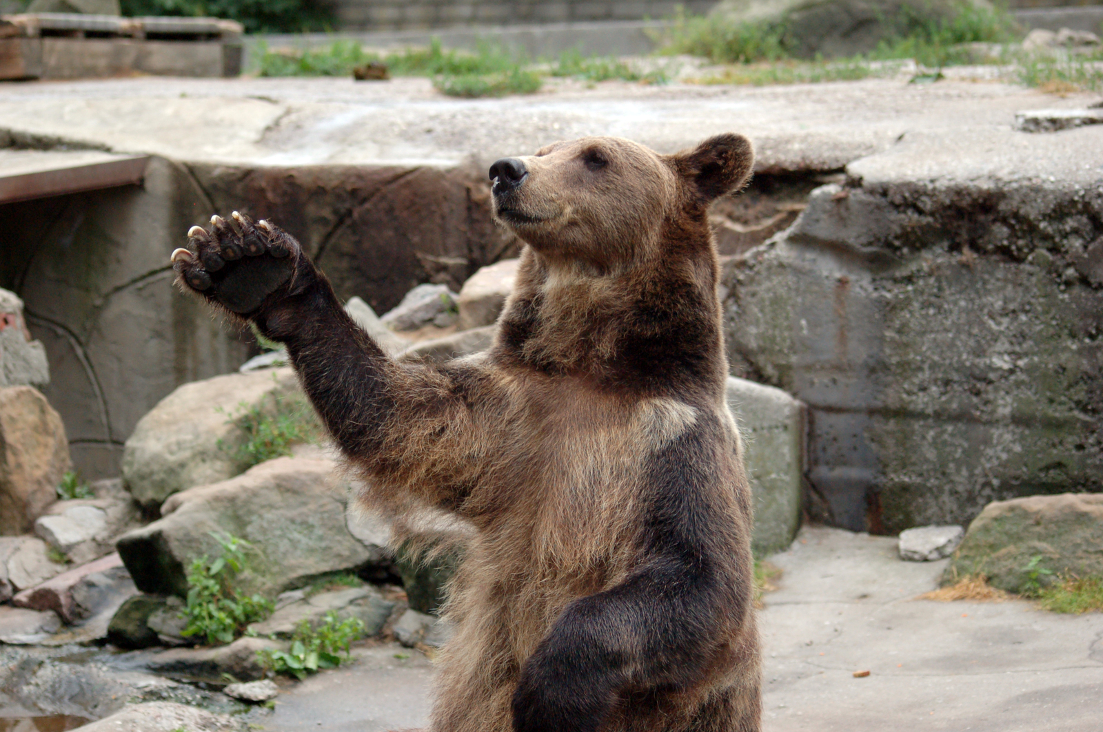 Kaliningrad Zoo - My, Kaliningrad, Zoo, Animals, Longpost