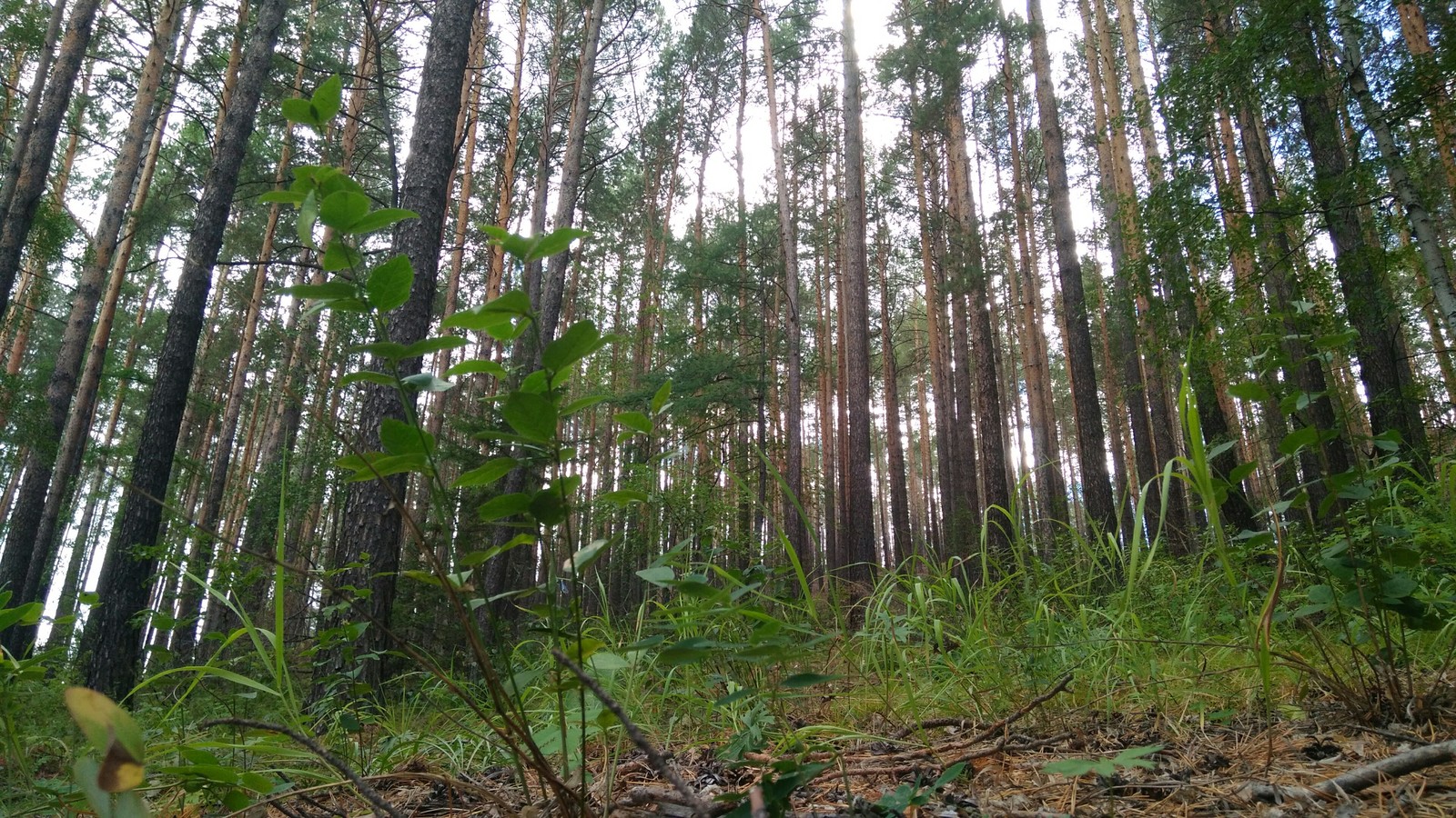 Went mushrooming - My, Mushrooms, Forest, Longpost