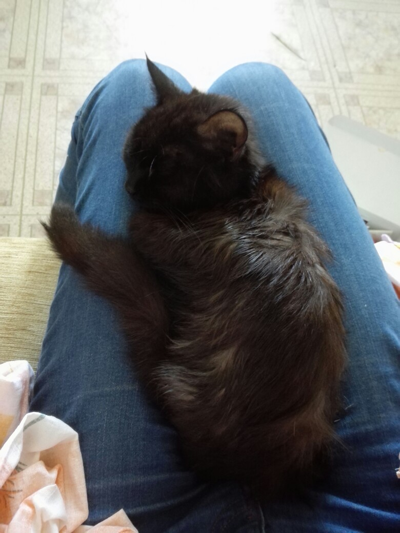 Tyumen, the kitten is urgently looking for a home or at least overexposure! - My, Help, Helping animals, In good hands, Animals, Tyumen, Longpost, No rating, cat