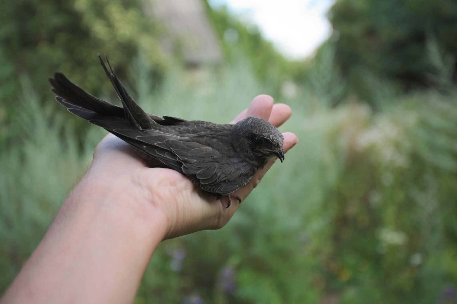 35 days with a haircut, or Luchik and others. - My, Swift, Birds, Black Swift, Apus apus, Growth, The photo, Longpost, Feeding