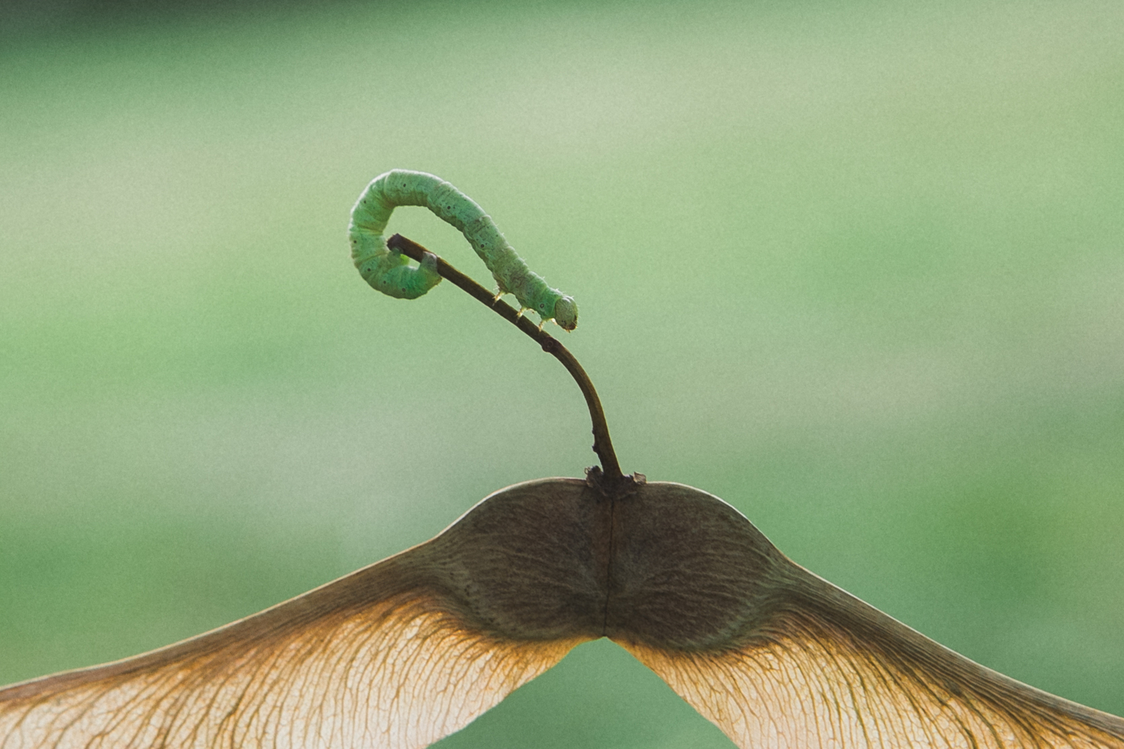 Caterpillar - My, Caterpillar, Nature, Longpost