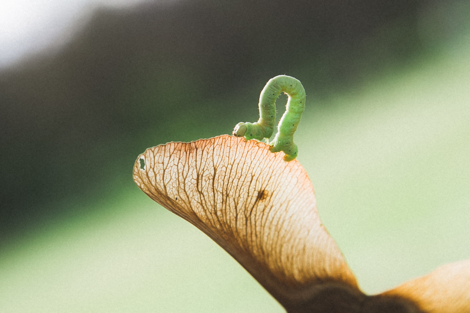 Caterpillar - My, Caterpillar, Nature, Longpost