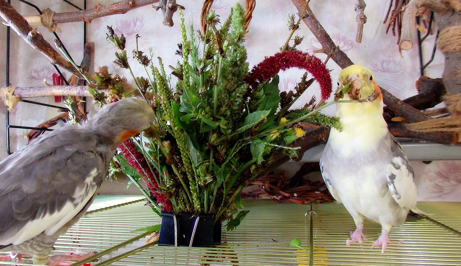 The parrots refused to eat. - My, Birds, A parrot, Corella, , , The diet, Greenery, Nutrition, Longpost