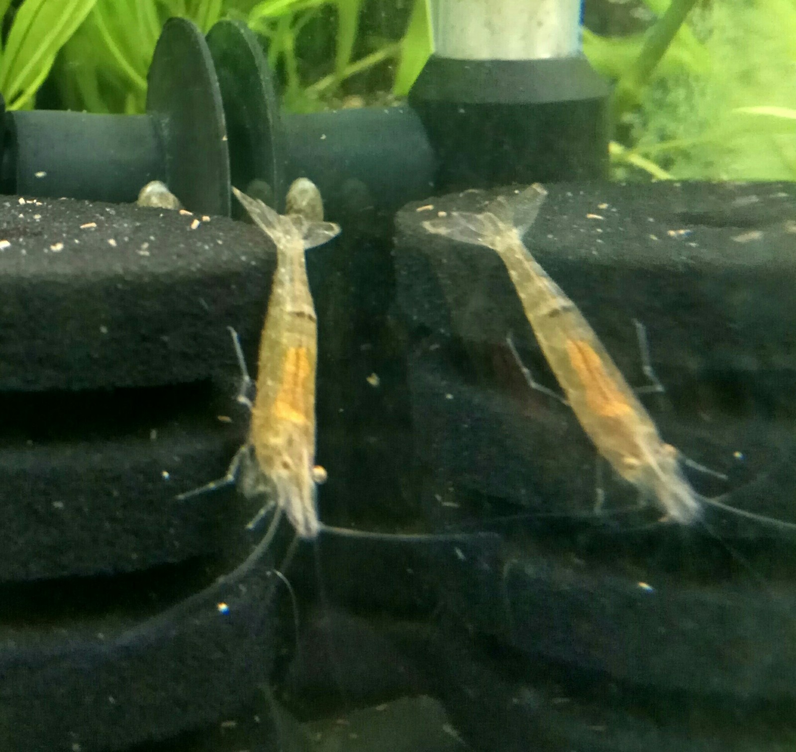 Help identifying a shrimp - My, Shrimps, Aquarium, Aquarium, Help