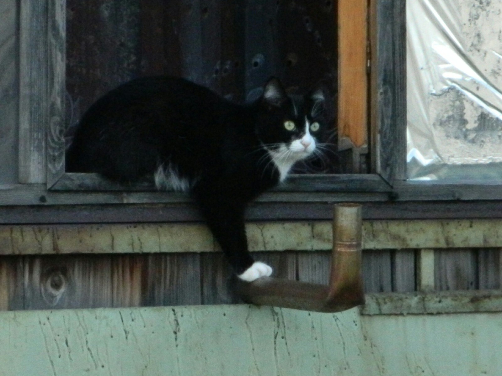 Find a photographer. - My, cat, Catomafia, Balcony, View from the window, Longpost