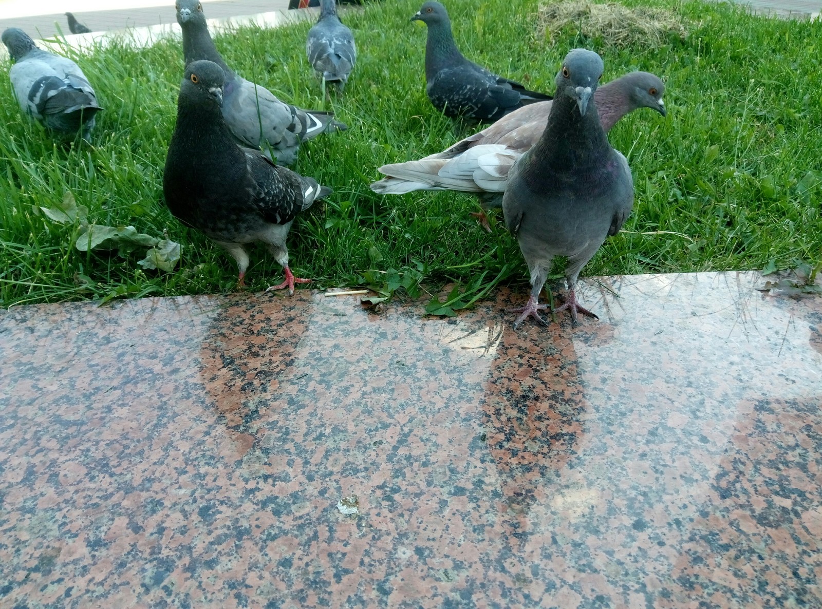 They are everywhere - My, Pigeon, Meeting, Food