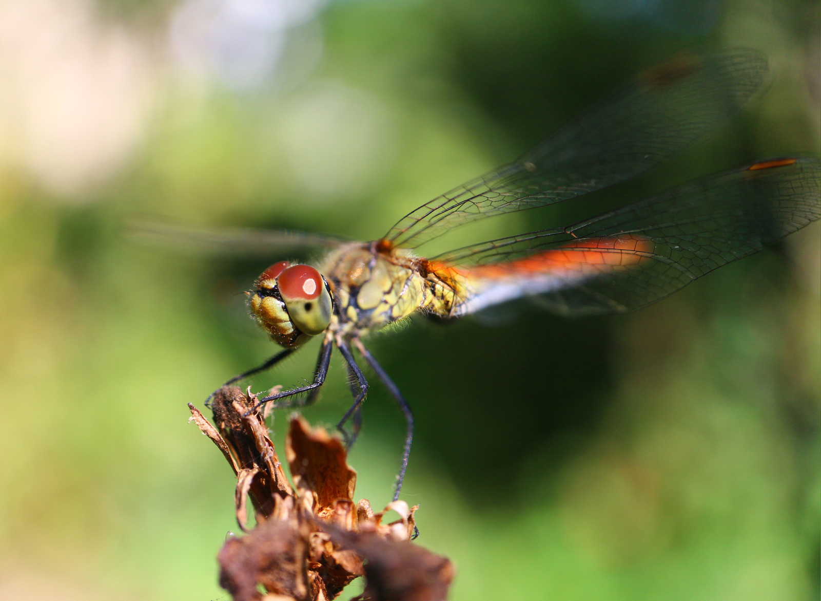 dragonfly macro - My, Dragonfly, Macro photography, Macro, Insects, The photo