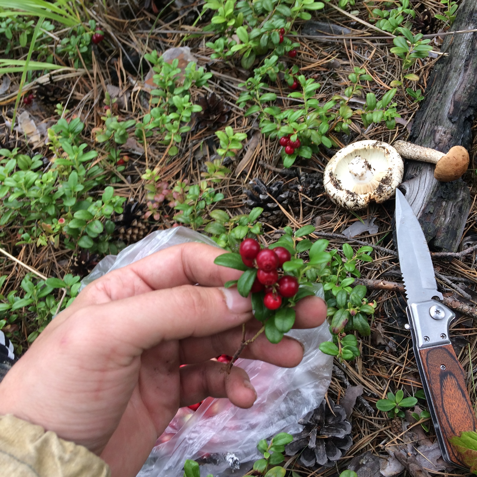 Quiet hunting in the Baikal region. - My, Berries, Mushrooms, Silent hunt, Siberia, Irkutsk region, Forest, Horses, Longpost