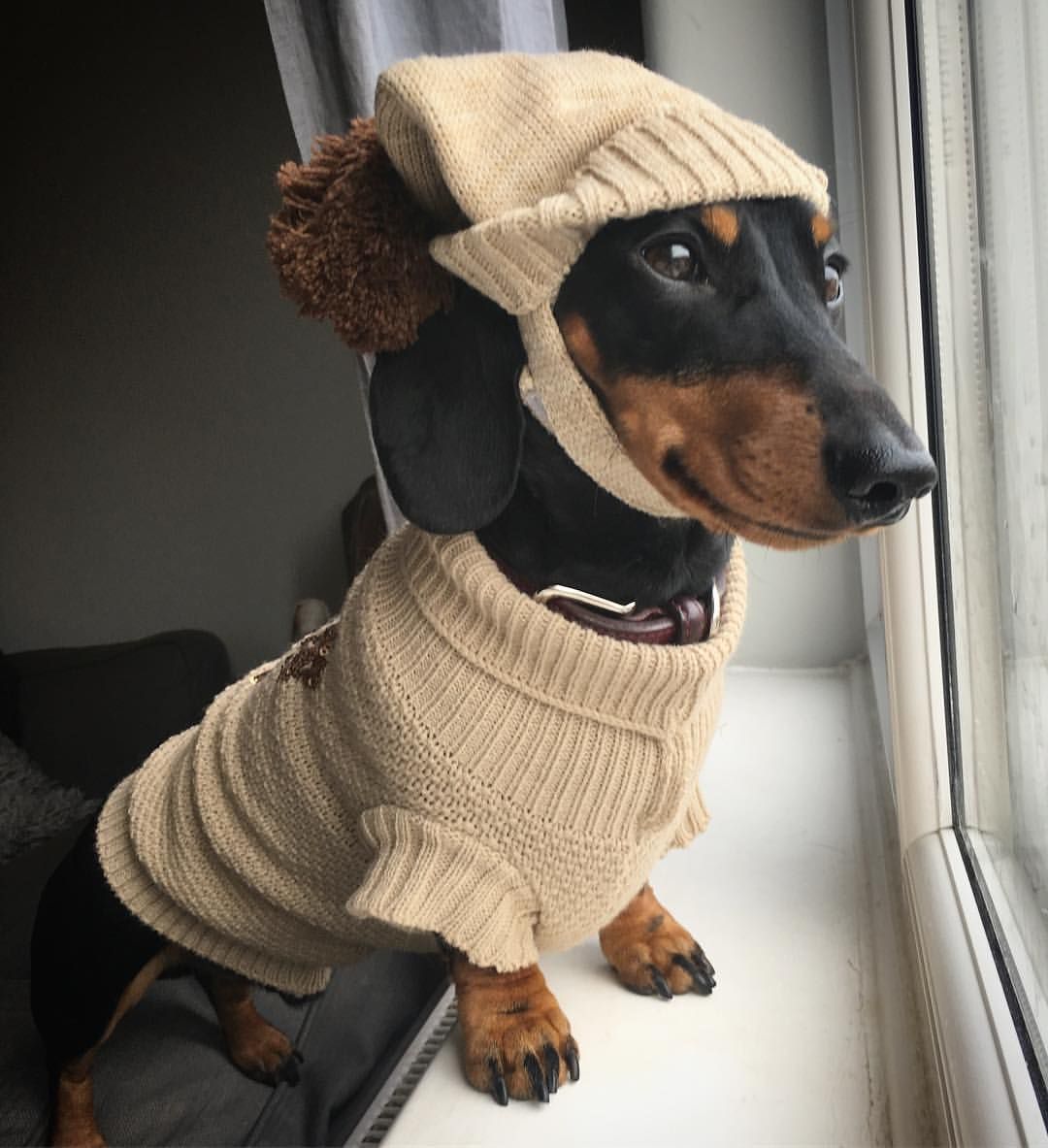 cool equipment - Dog, Cloth, Knitting, Dachshund, Milota