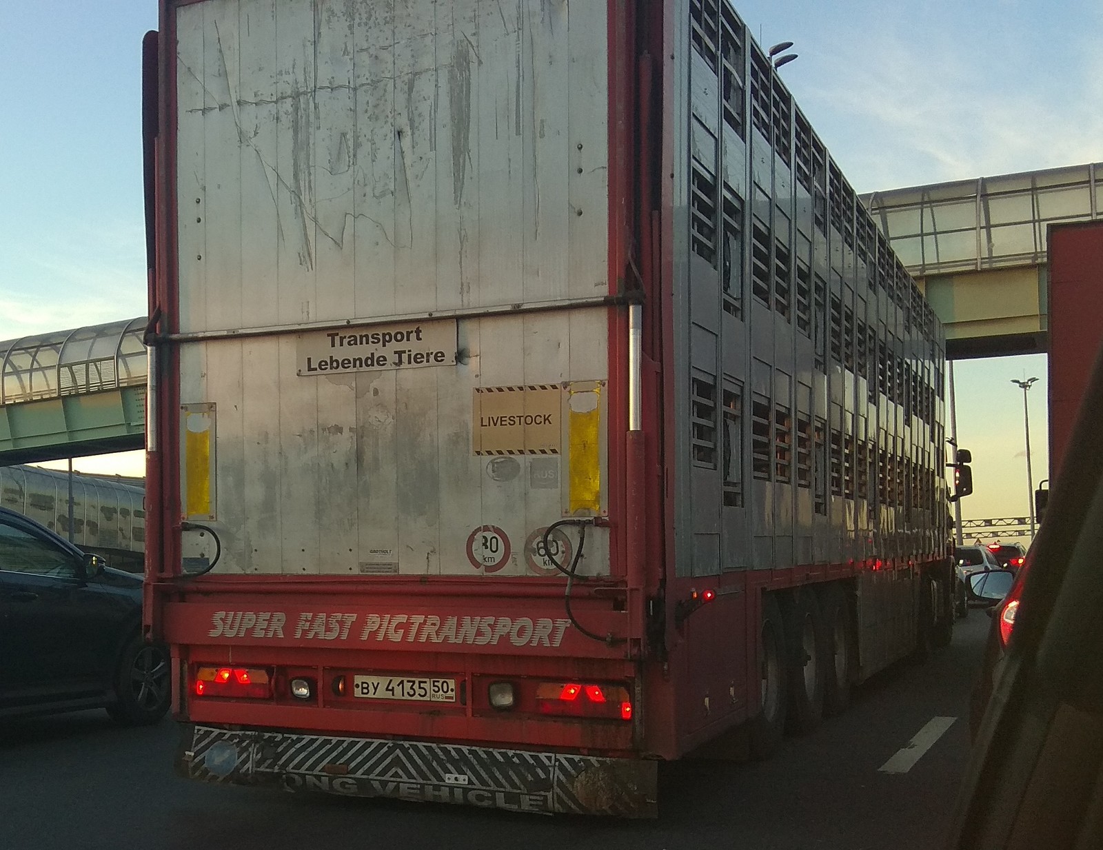 Pig Express - My, The photo, Trailer, Cargo transportation, Pig, Auto, Truck, , Smell