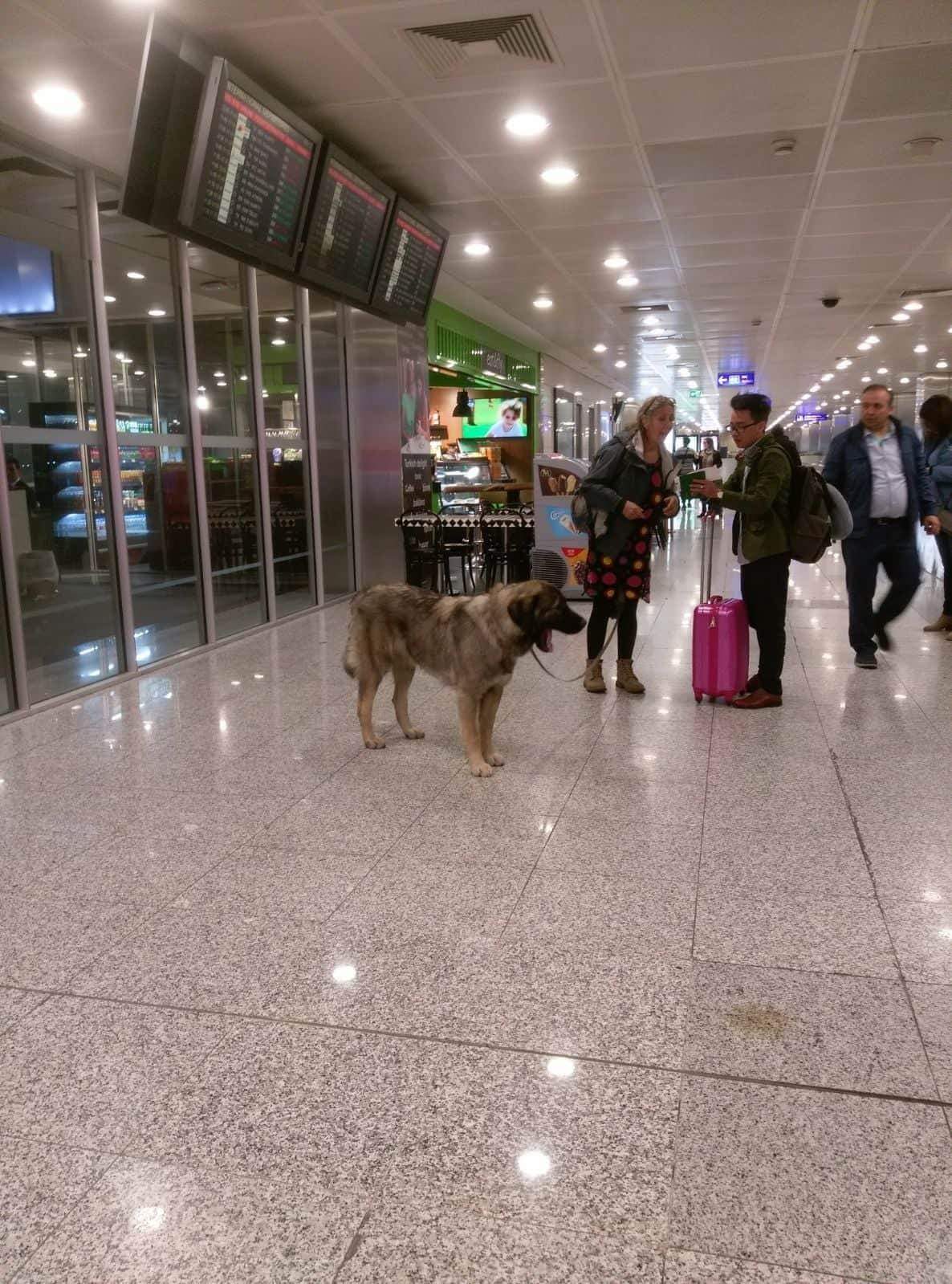 Собака на гейте. Так тоже можноможно - Моё, Собака, Самолет