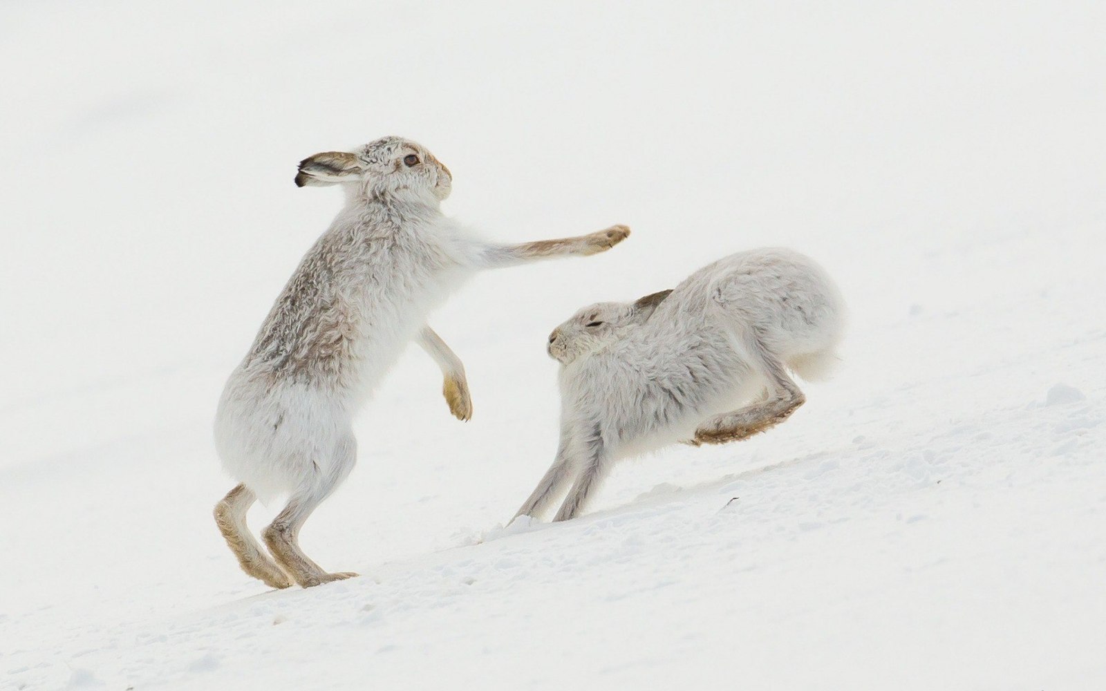 saturday hares - Hare, White hare, Hare, The photo, Milota, Animals, Longpost