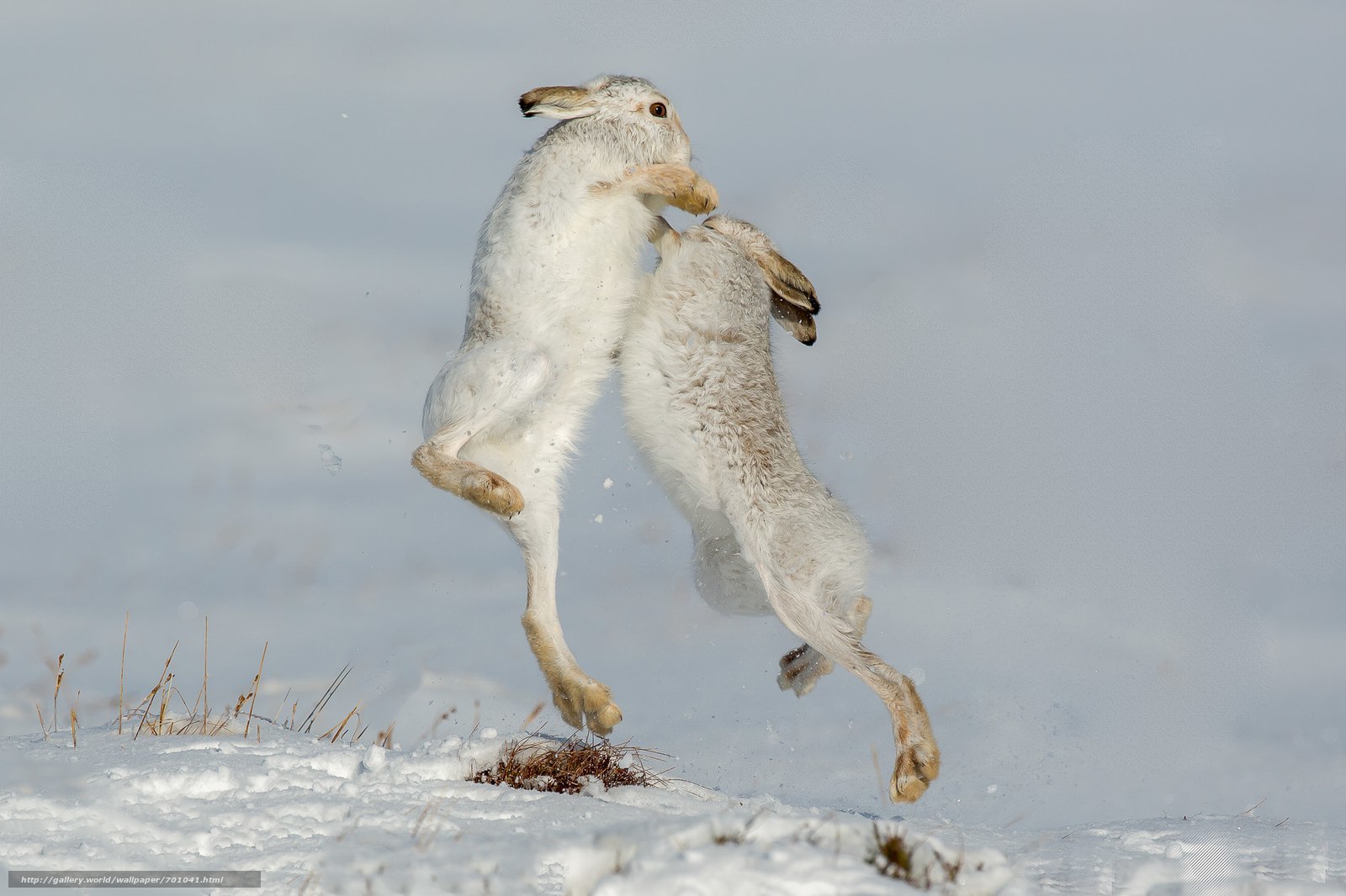 saturday hares - Hare, White hare, Hare, The photo, Milota, Animals, Longpost