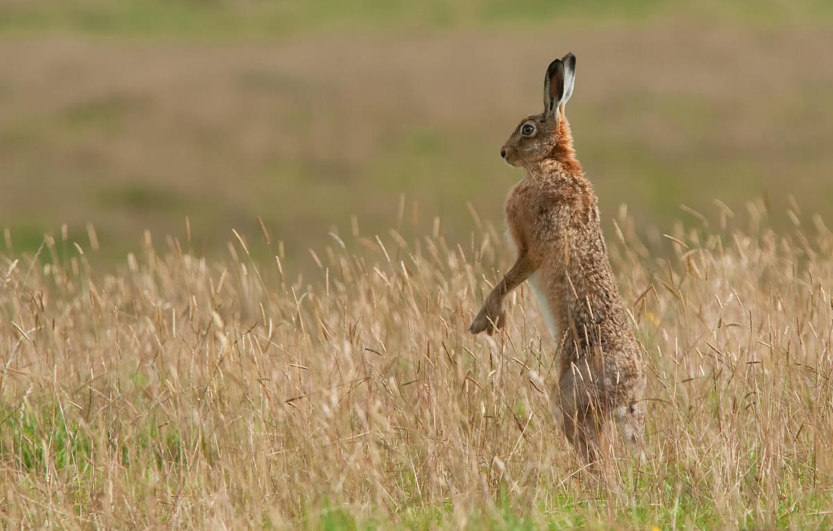 saturday hares - Hare, White hare, Hare, The photo, Milota, Animals, Longpost