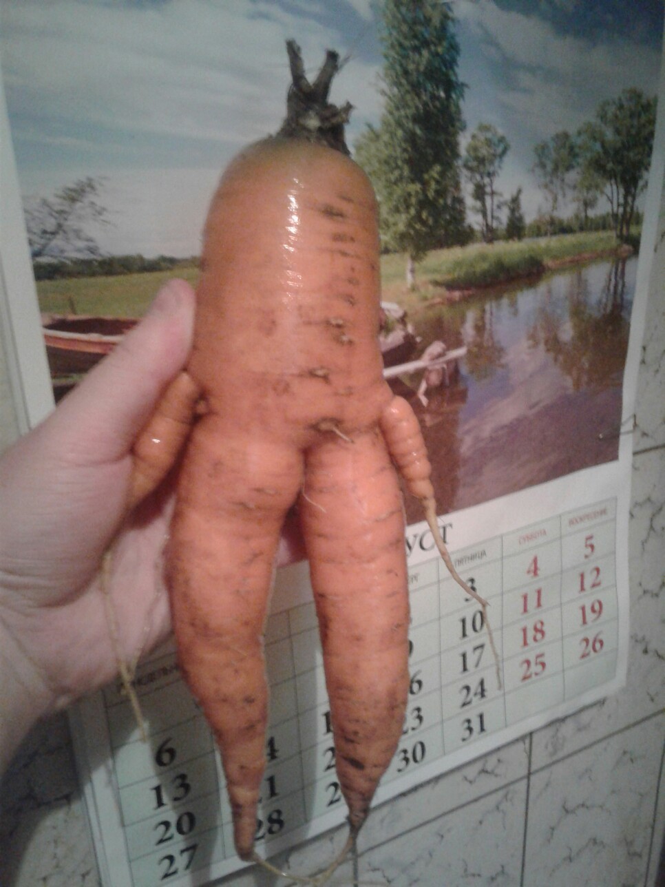 Looks to me like she was getting ready to run. - My, The photo, Similarity, Carrot, Mutant, What are you