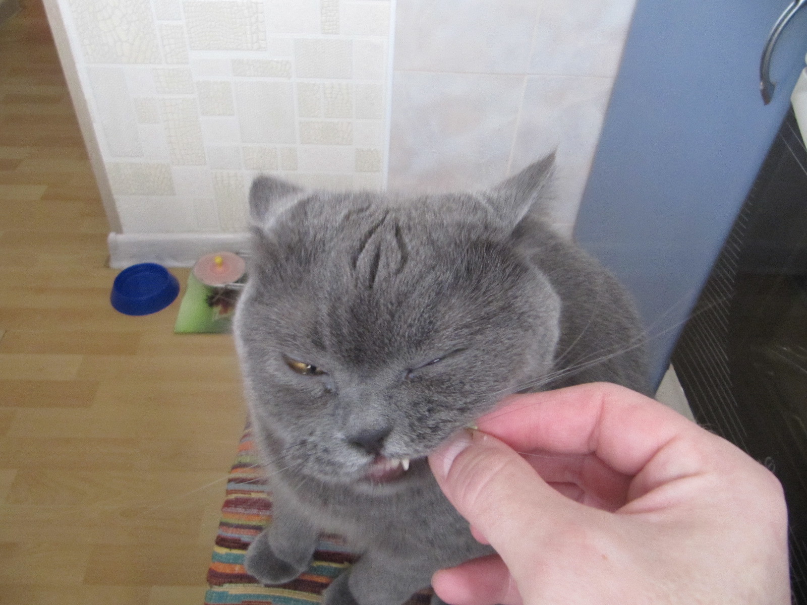 British cat relishes hand salad - My, cat, Catomafia, cat wants to eat, British cat, , Longpost