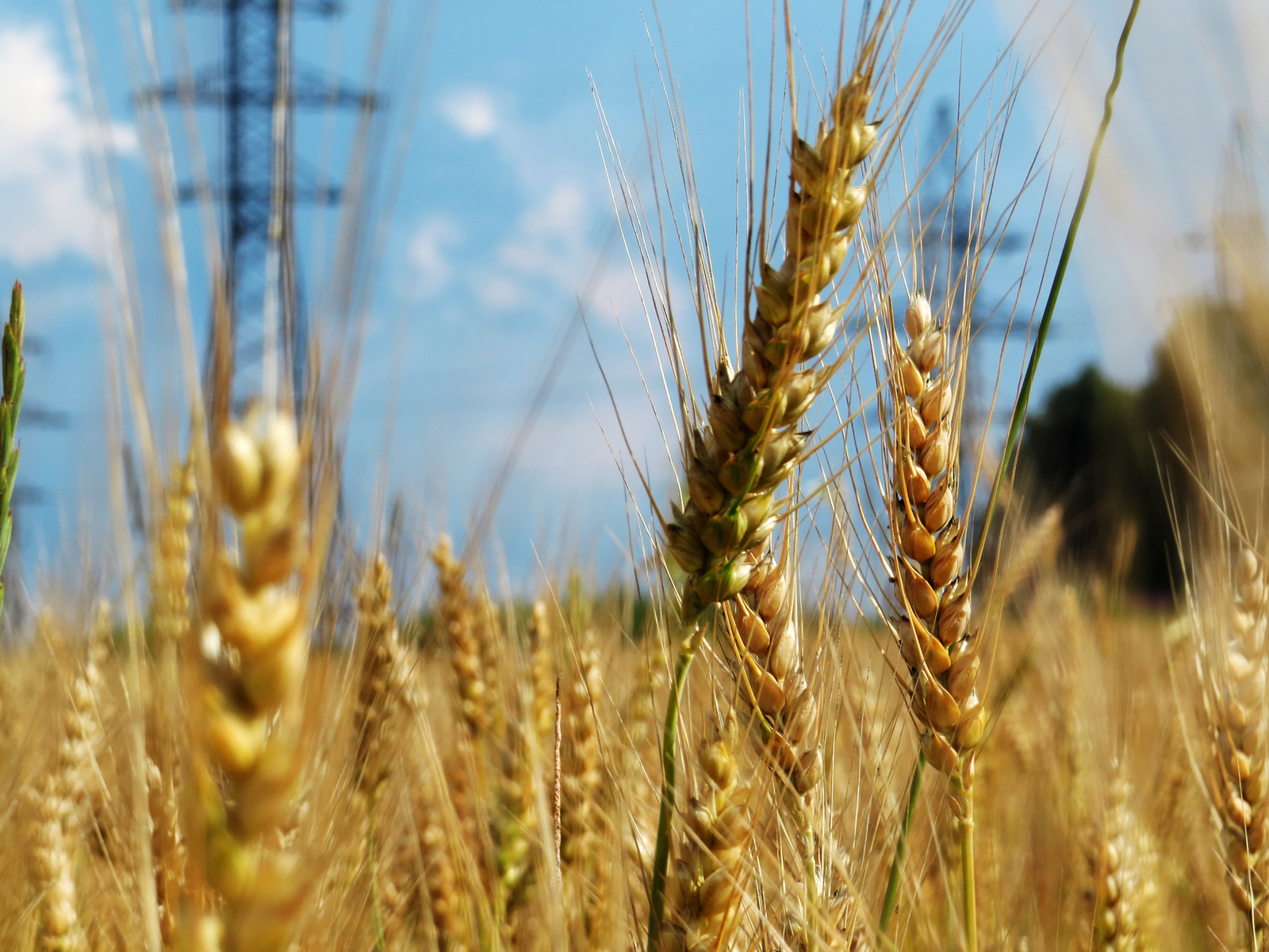 July, Otyakovo - My, Wheat, Power lines, Field