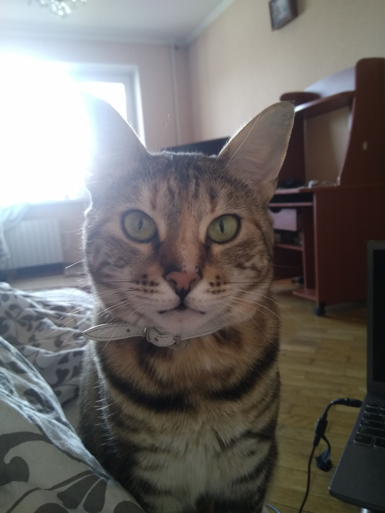 The cat is gone - My, Lost cat, Help me find, Help, Longpost, cat, Istra, Moscow region, No rating, Helping animals